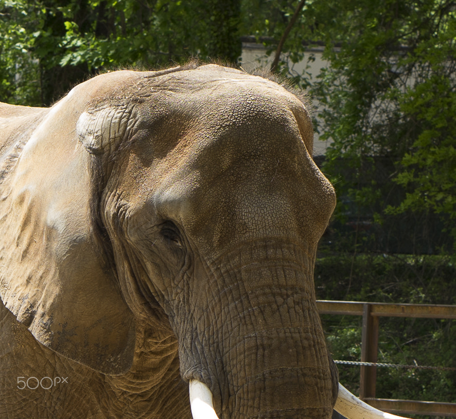 E 50mm F1.8 OSS sample photo. Maryland zoo photography