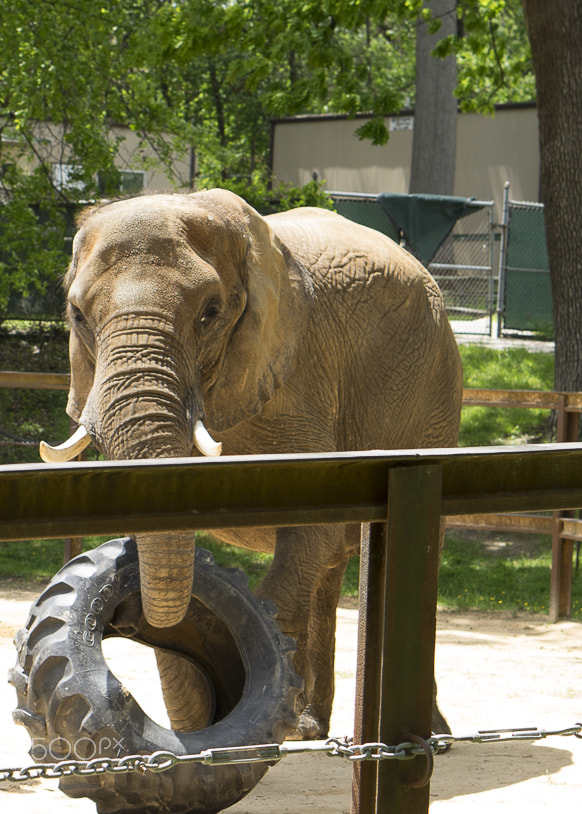 E 50mm F1.8 OSS sample photo. Maryland zoo photography