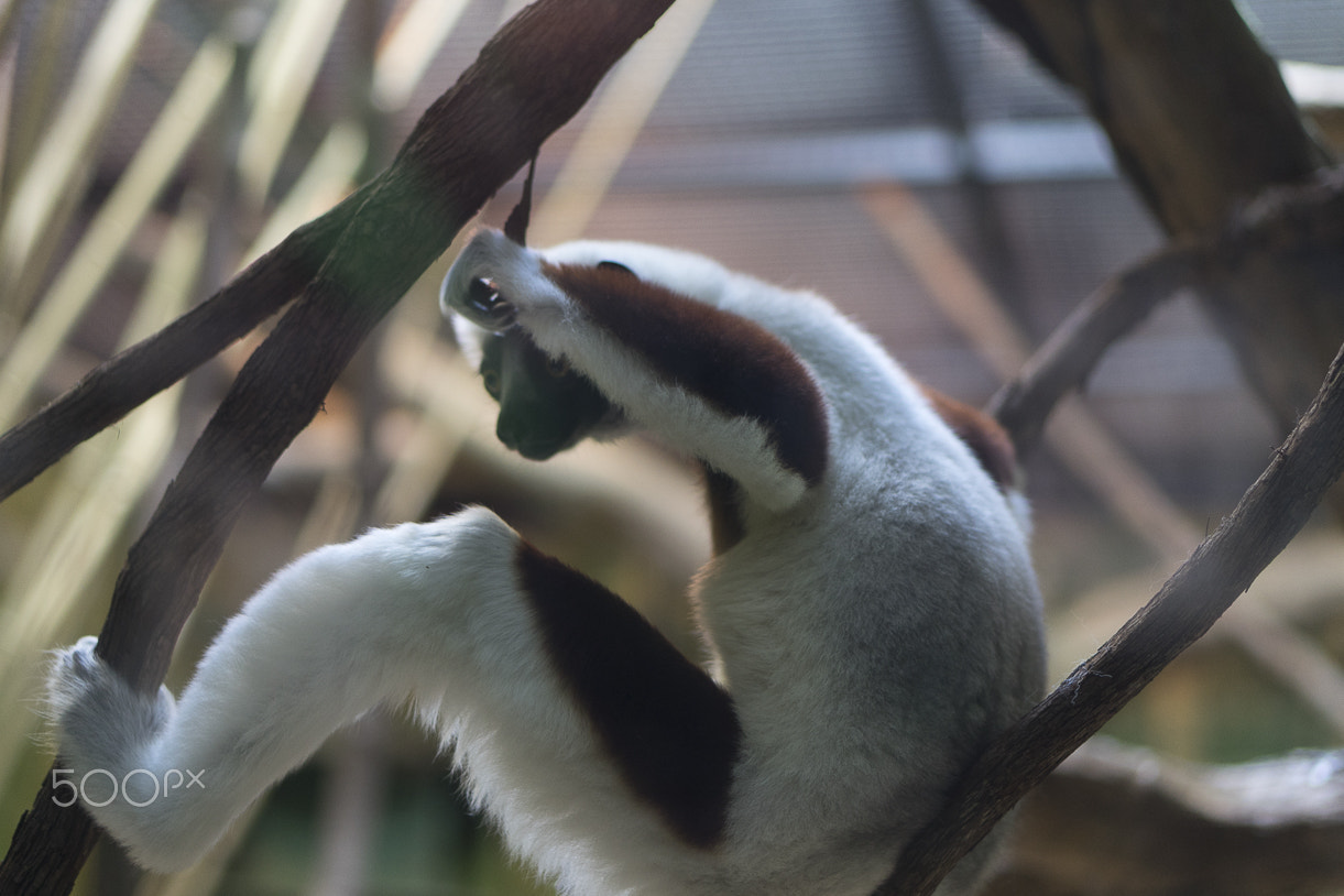 E 50mm F1.8 OSS sample photo. Maryland zoo photography