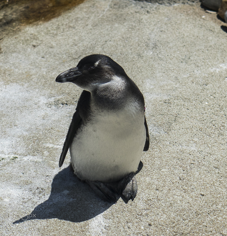 E 50mm F1.8 OSS sample photo. Maryland zoo photography