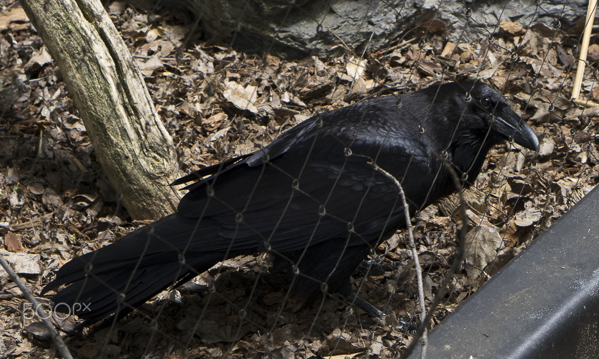 E 50mm F1.8 OSS sample photo. Maryland zoo photography
