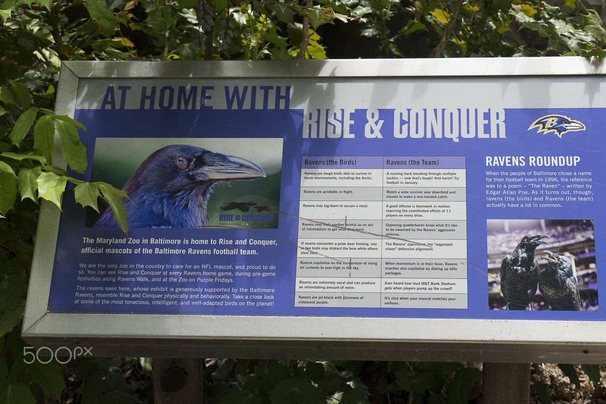 E 50mm F1.8 OSS sample photo. Maryland zoo photography
