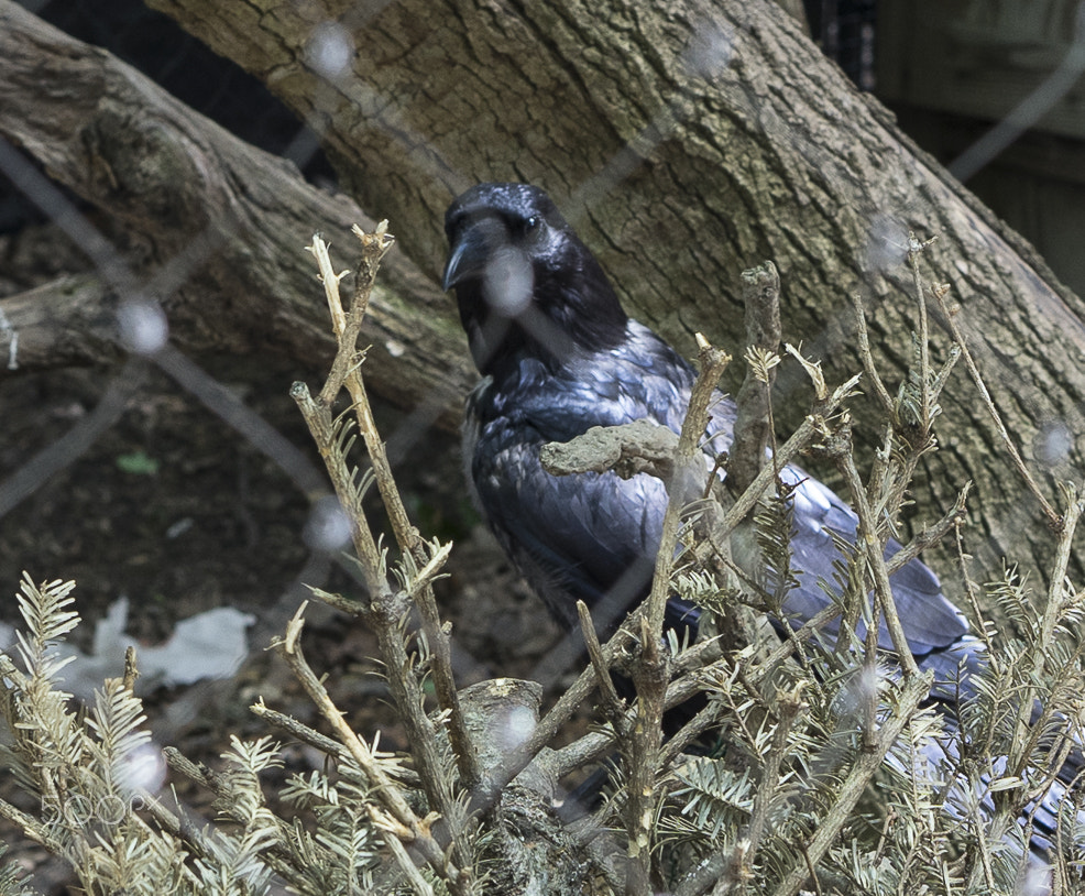 E 50mm F1.8 OSS sample photo. Maryland zoo photography