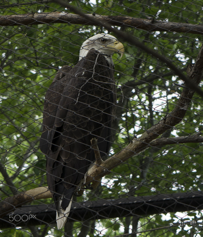 E 50mm F1.8 OSS sample photo. Maryland zoo photography
