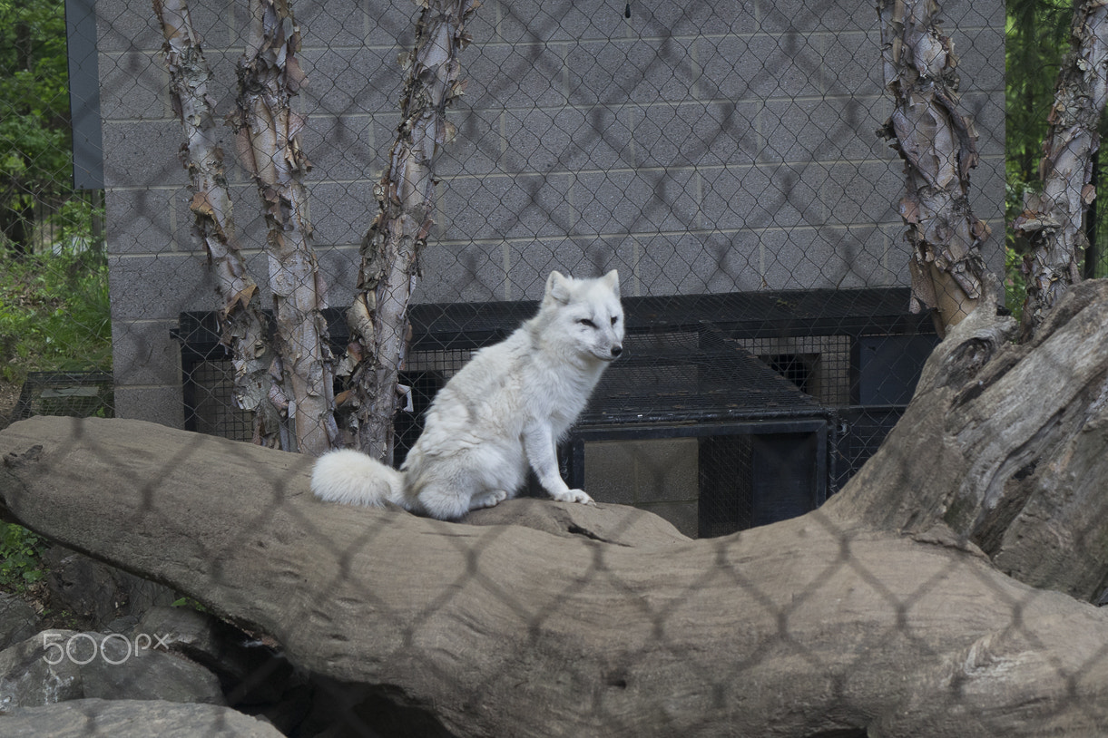 E 50mm F1.8 OSS sample photo. Maryland zoo photography