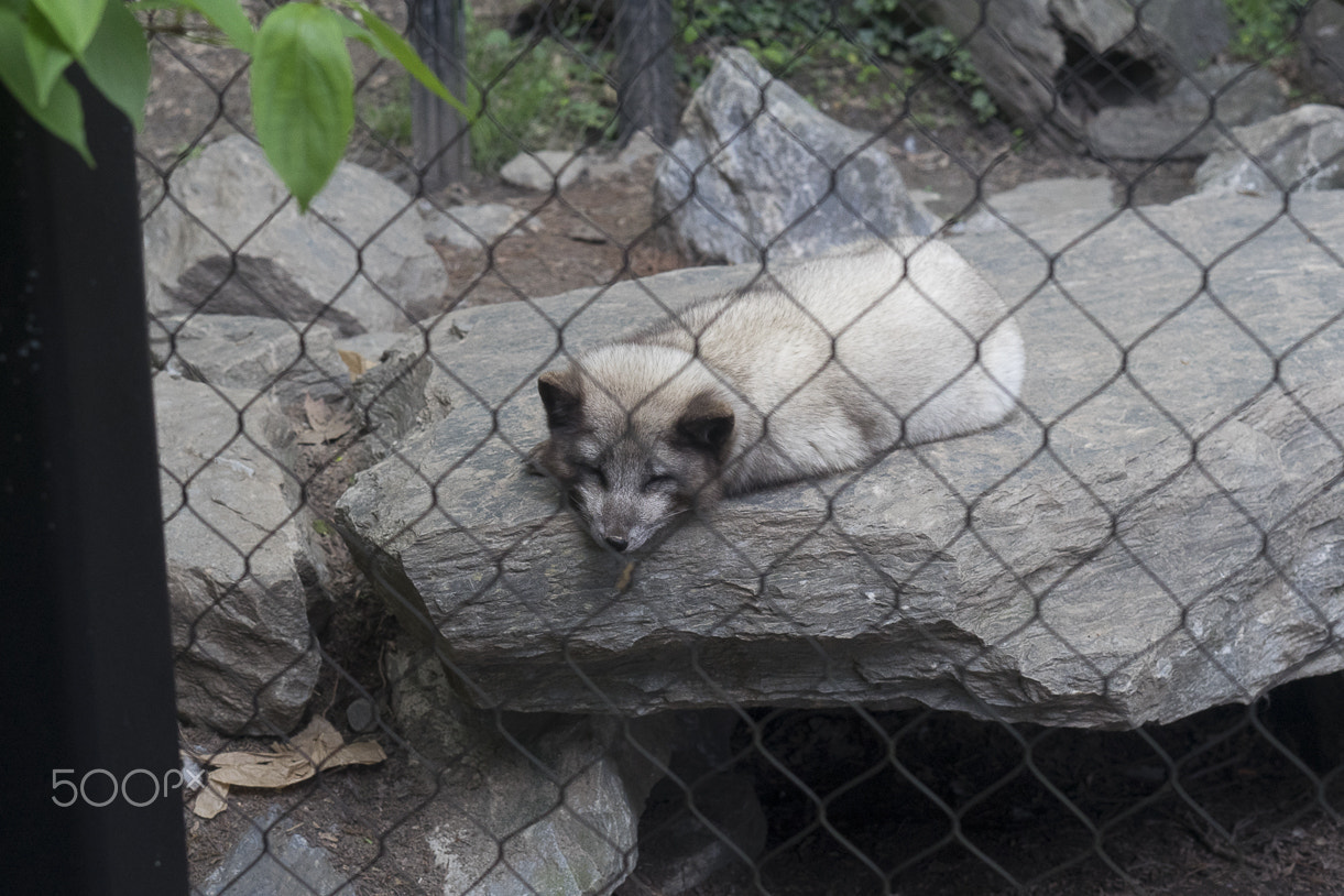 E 50mm F1.8 OSS sample photo. Maryland zoo photography