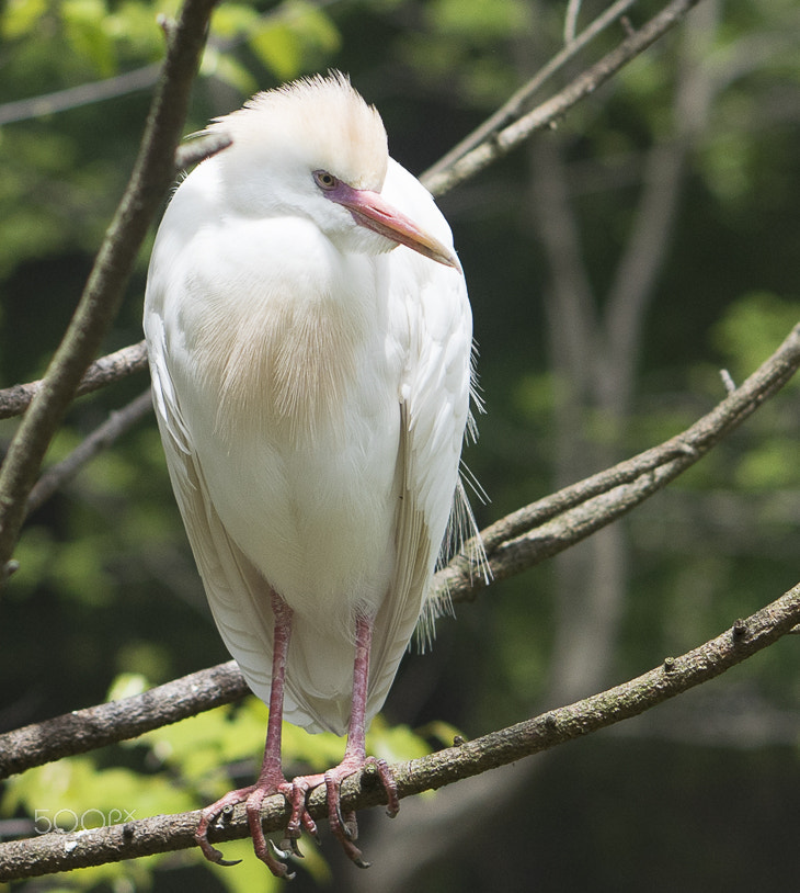 E 50mm F1.8 OSS sample photo. Maryland zoo photography