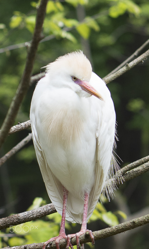 E 50mm F1.8 OSS sample photo. Maryland zoo photography