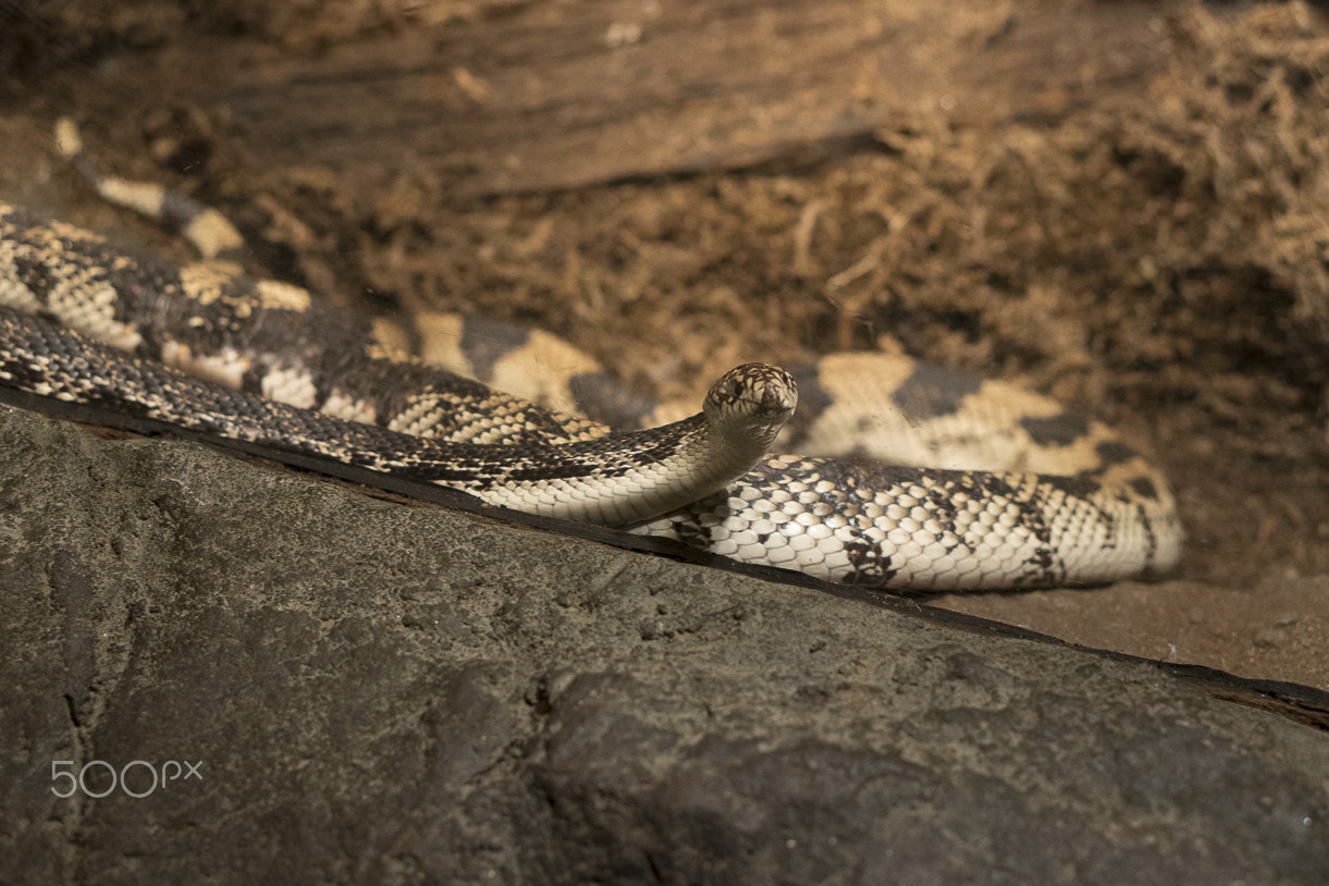 E 50mm F1.8 OSS sample photo. Maryland zoo photography