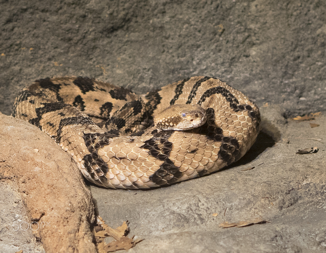 E 50mm F1.8 OSS sample photo. Maryland zoo photography