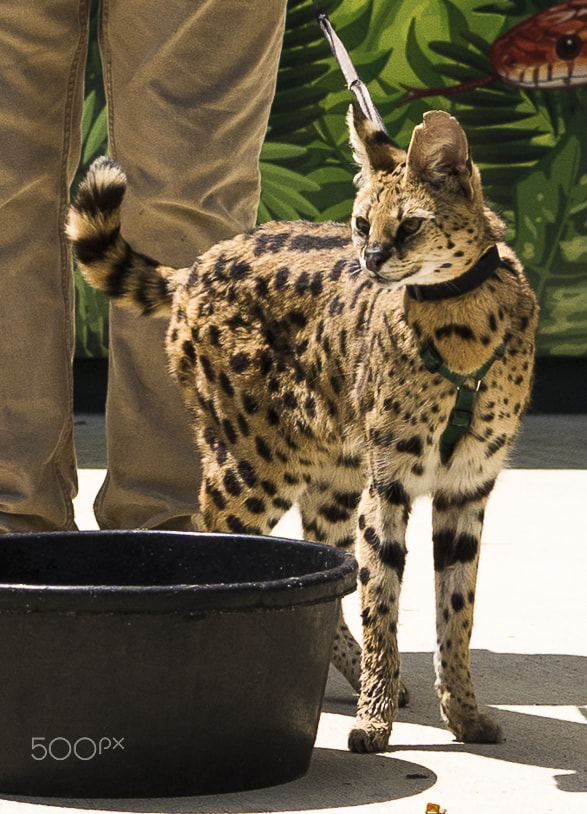 E 50mm F1.8 OSS sample photo. Maryland zoo photography