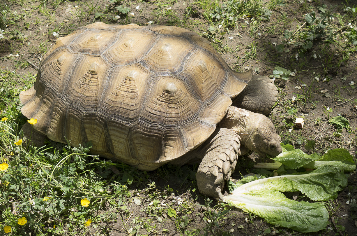 E 50mm F1.8 OSS sample photo. Maryland zoo photography