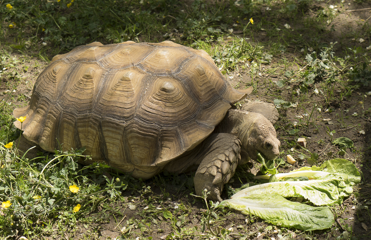 E 50mm F1.8 OSS sample photo. Maryland zoo photography