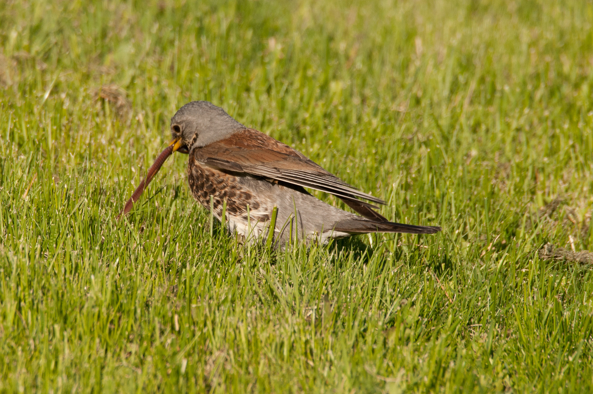 Sigma 150-600mm F5-6.3 DG OS HSM | C sample photo. Fieldfare (turdus pilaris), stretching the food photography