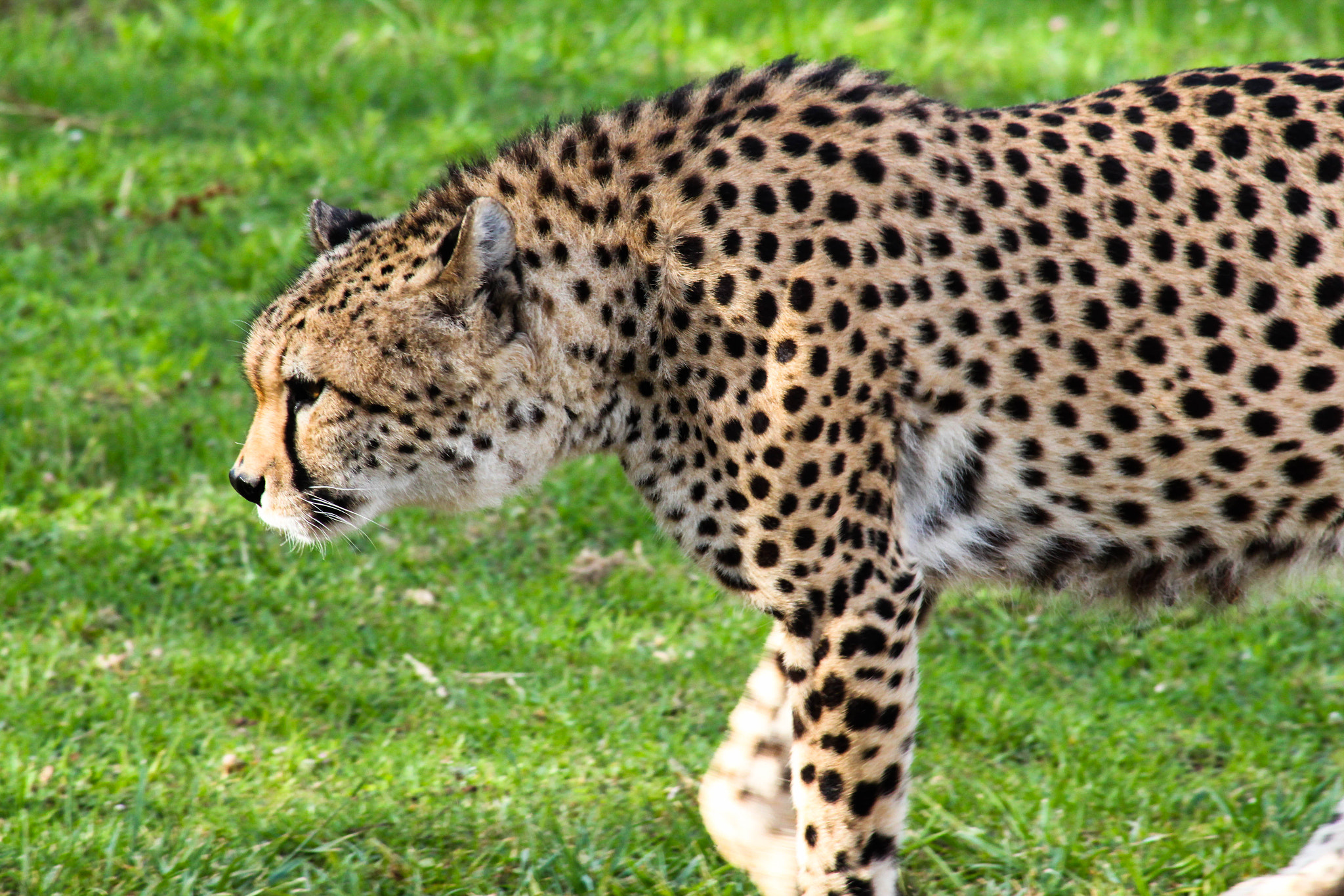 Canon EF 80-200mm F4.5-5.6 II sample photo. Leopard photography