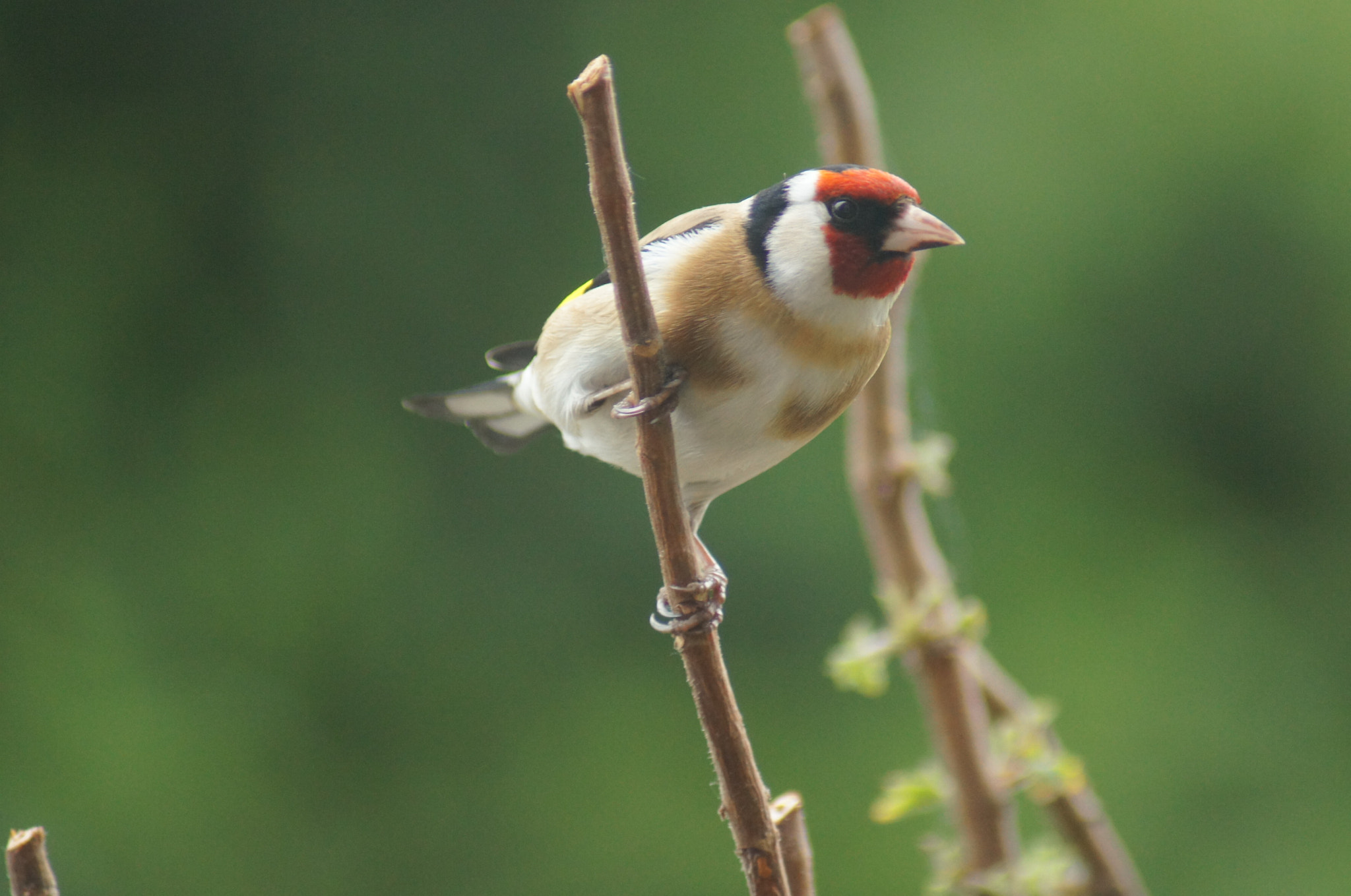 Sony 75-300mm F4.5-5.6 sample photo. Goldfinch 1 unedited  photography