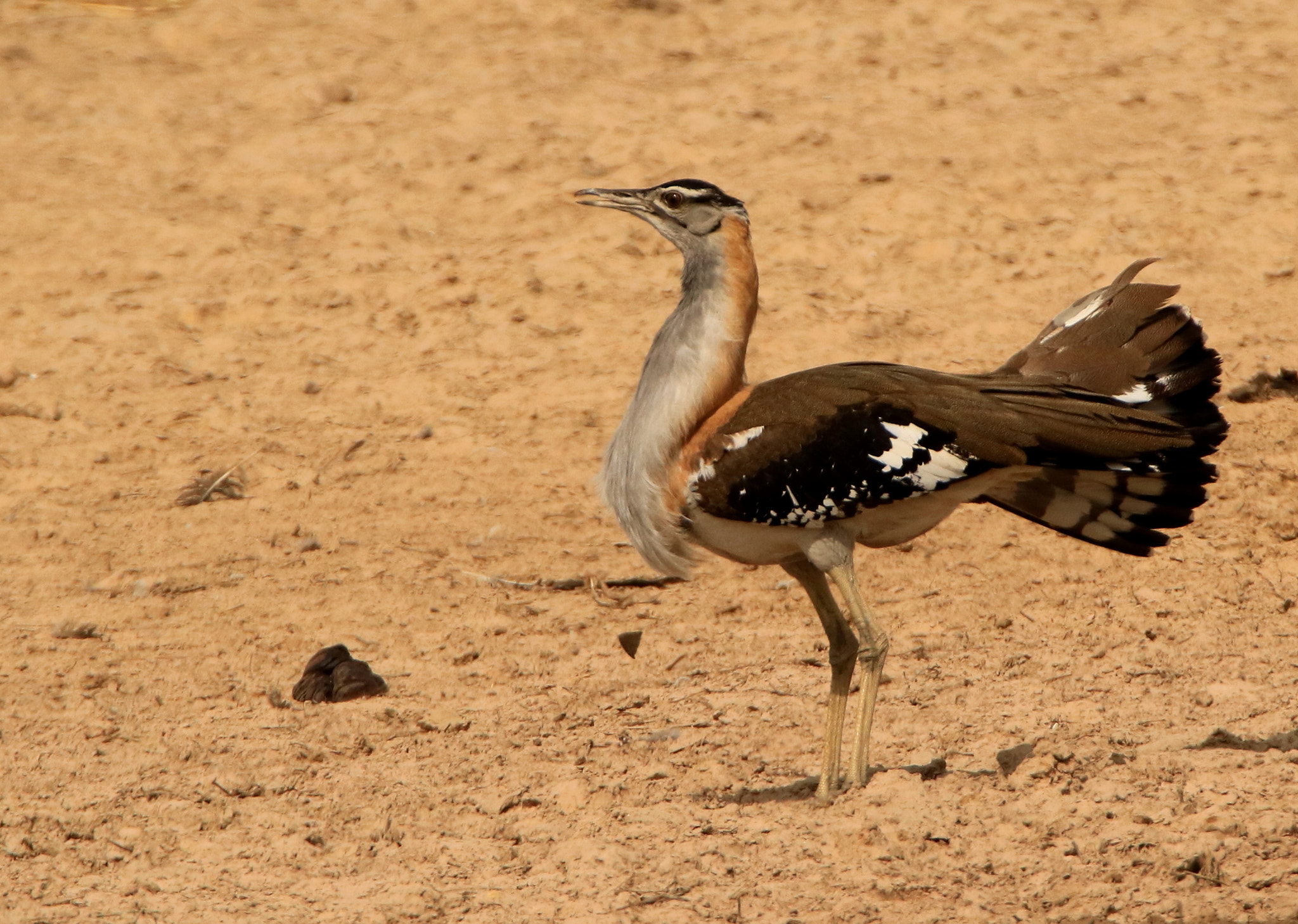 Tamron SP 150-600mm F5-6.3 Di VC USD sample photo. Denham's bustard display photography