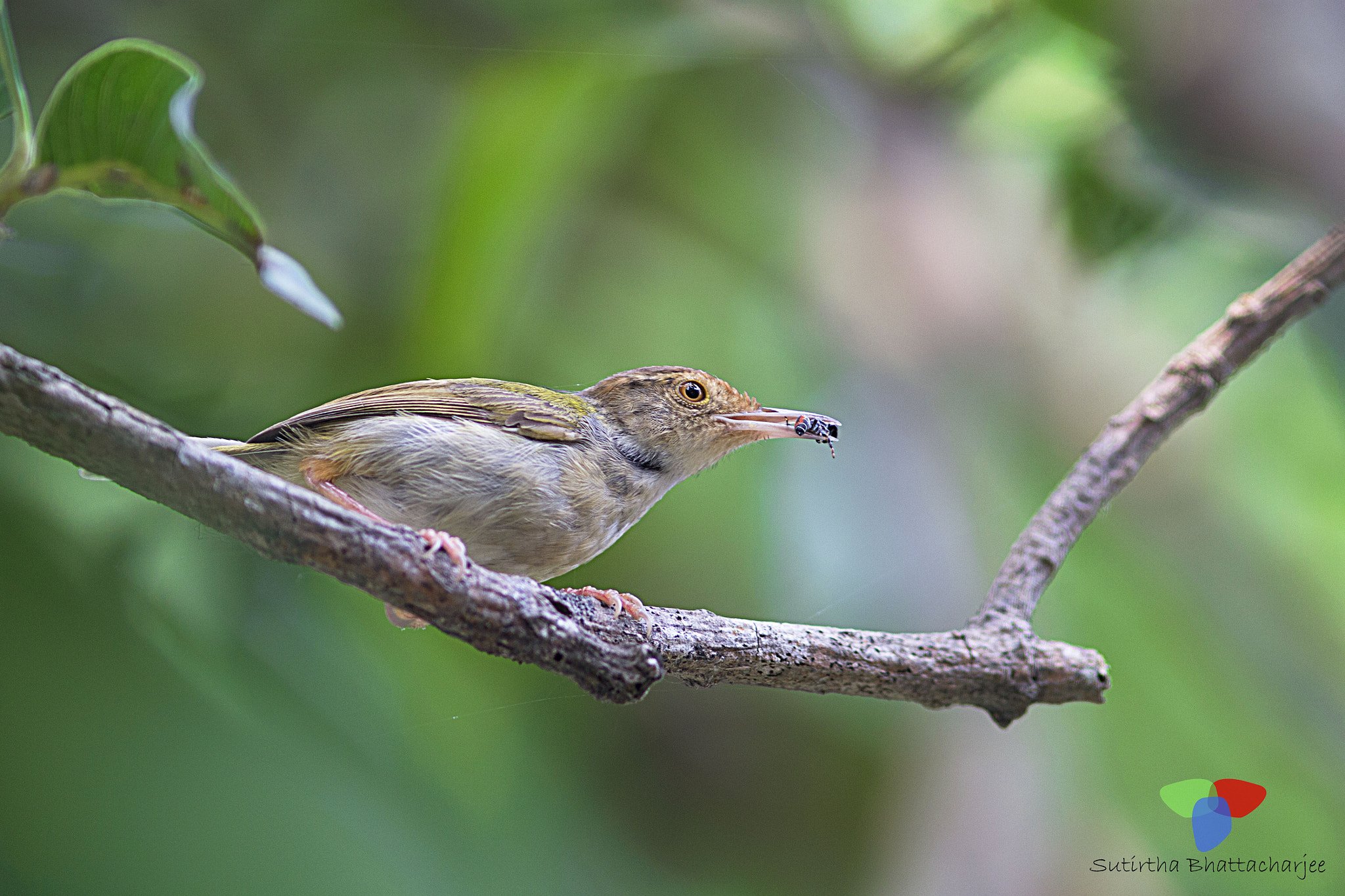 Canon EOS 60D + Canon EF 300mm F4L IS USM sample photo. Id :-tailor bird photography