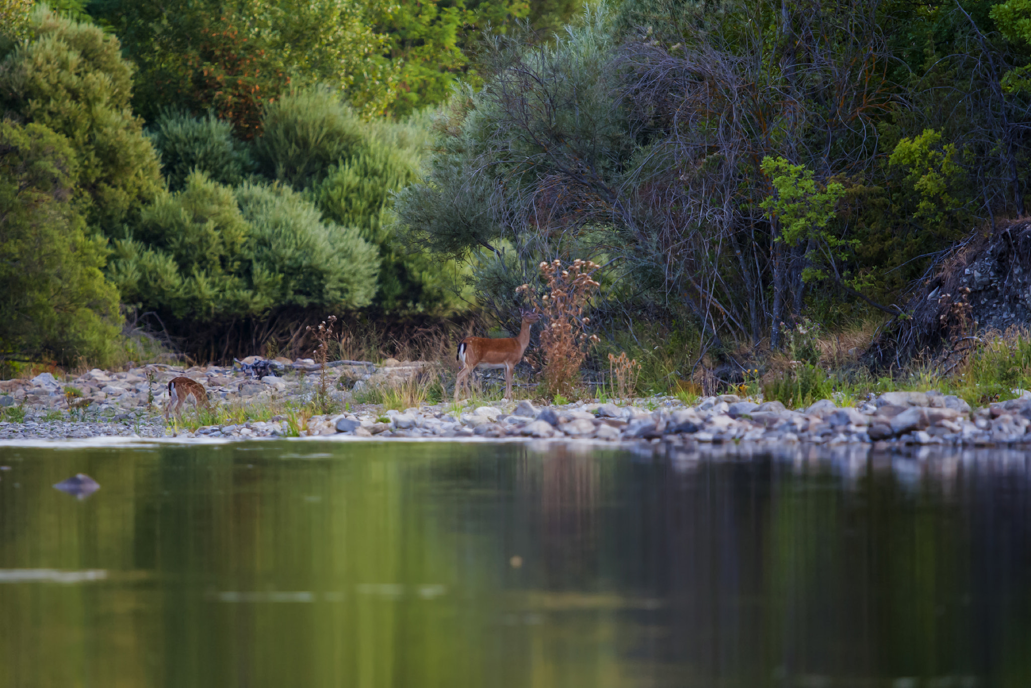 Nikon D3 + Sigma 500mm F4.5 EX DG HSM sample photo. Paradise photography