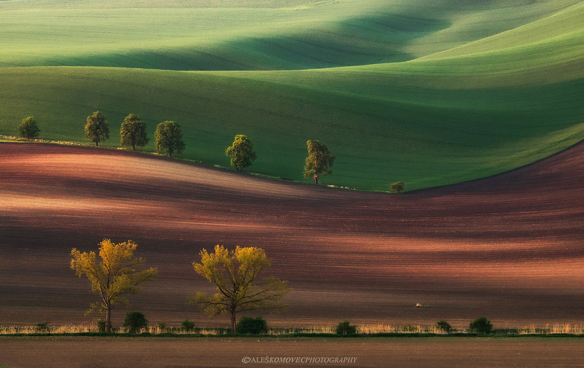 Olympus OM-D E-M1 + SIGMA 50-500mm F4-6.3 DG HSM sample photo. Awakening photography