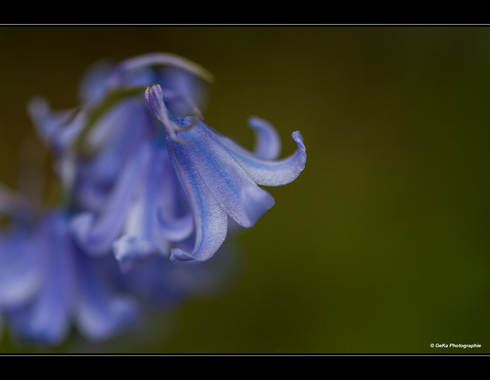 Sigma 105mm F2.8 EX DG Macro sample photo. Sonntagsgeläut photography