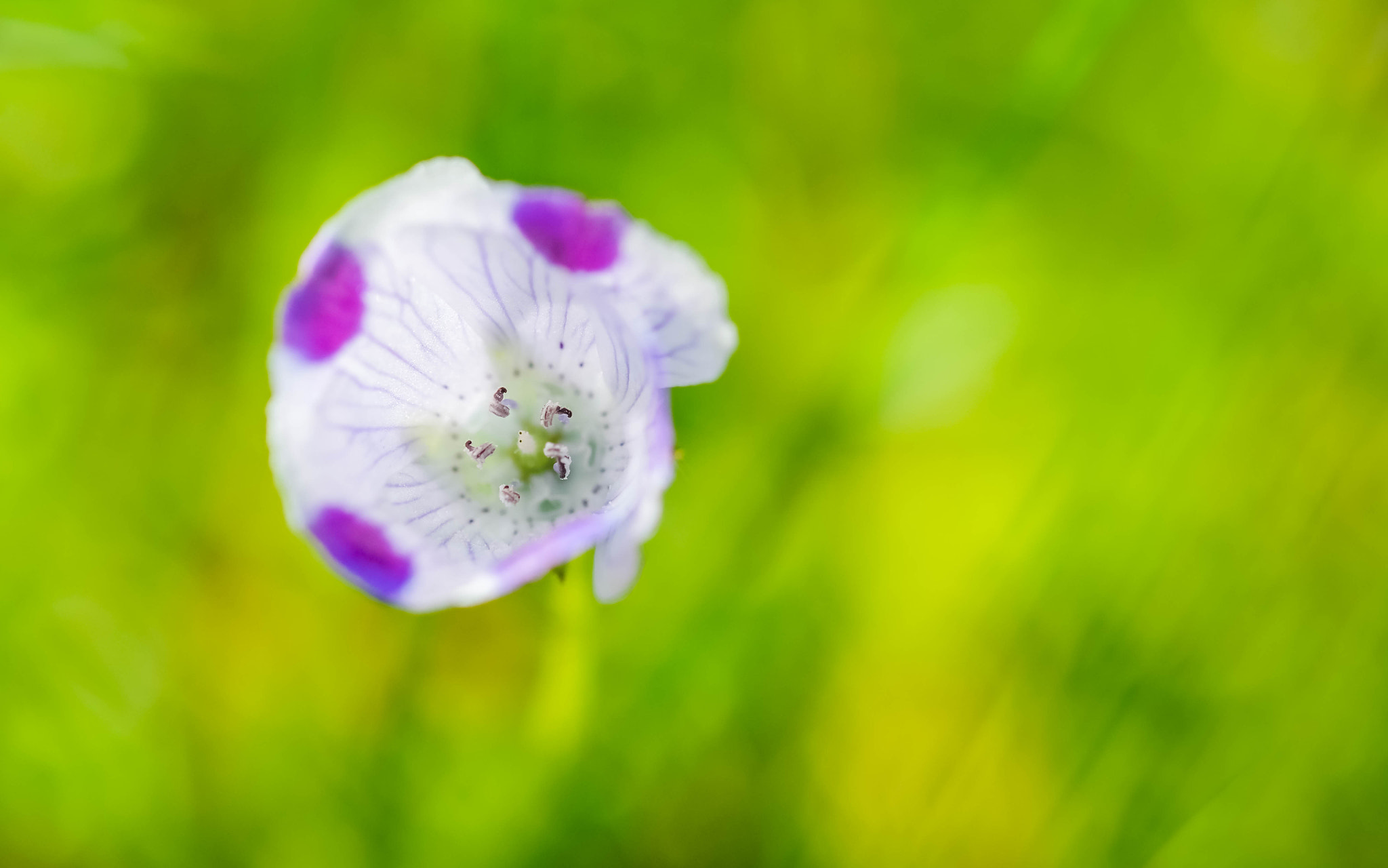Fujifilm X-Pro2 + Fujifilm XF 60mm F2.4 R Macro sample photo. Rencontre avec une belle inconnue photography
