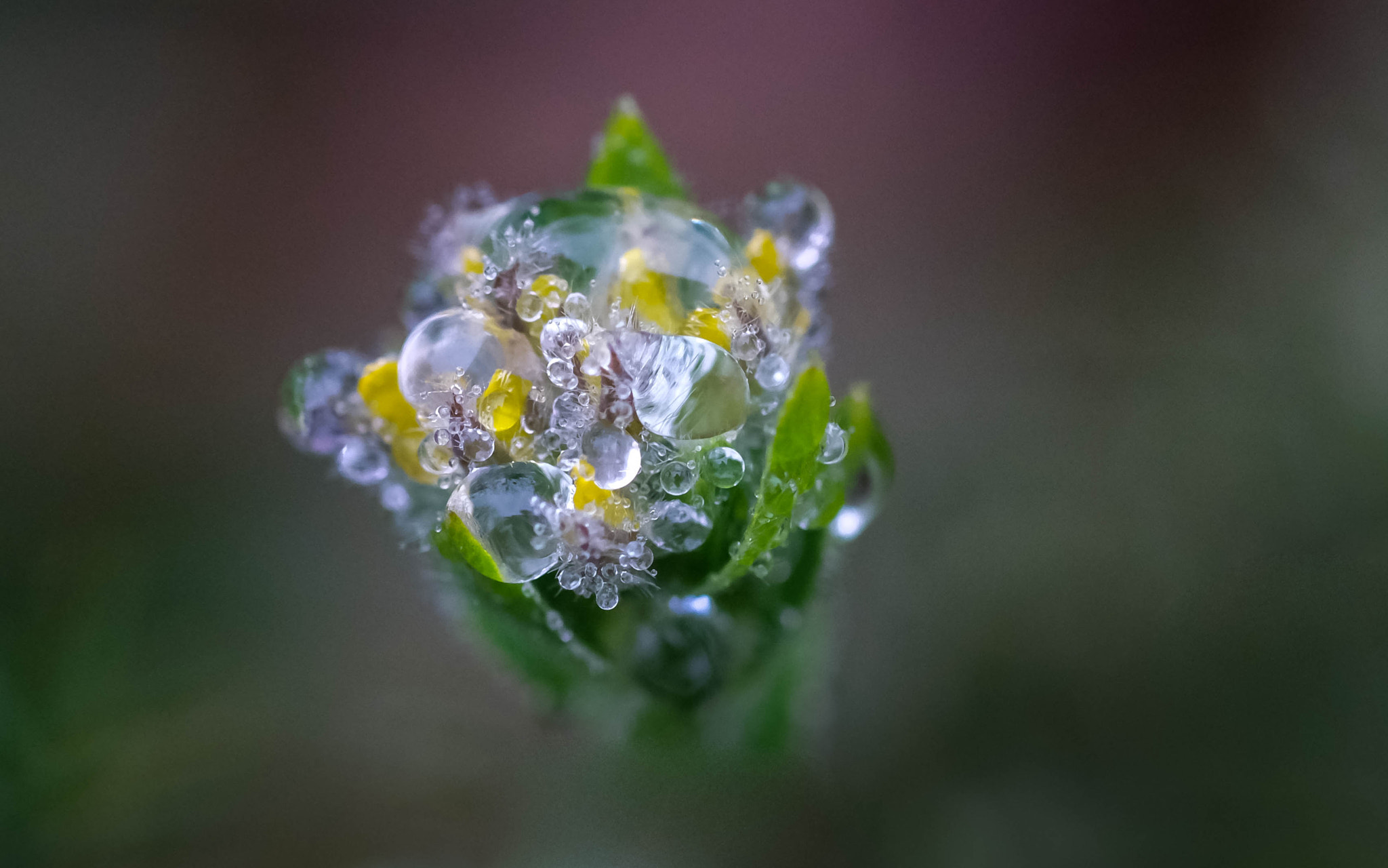 Fujifilm X-Pro2 + Fujifilm XF 60mm F2.4 R Macro sample photo. Petites et grosses bulles photography