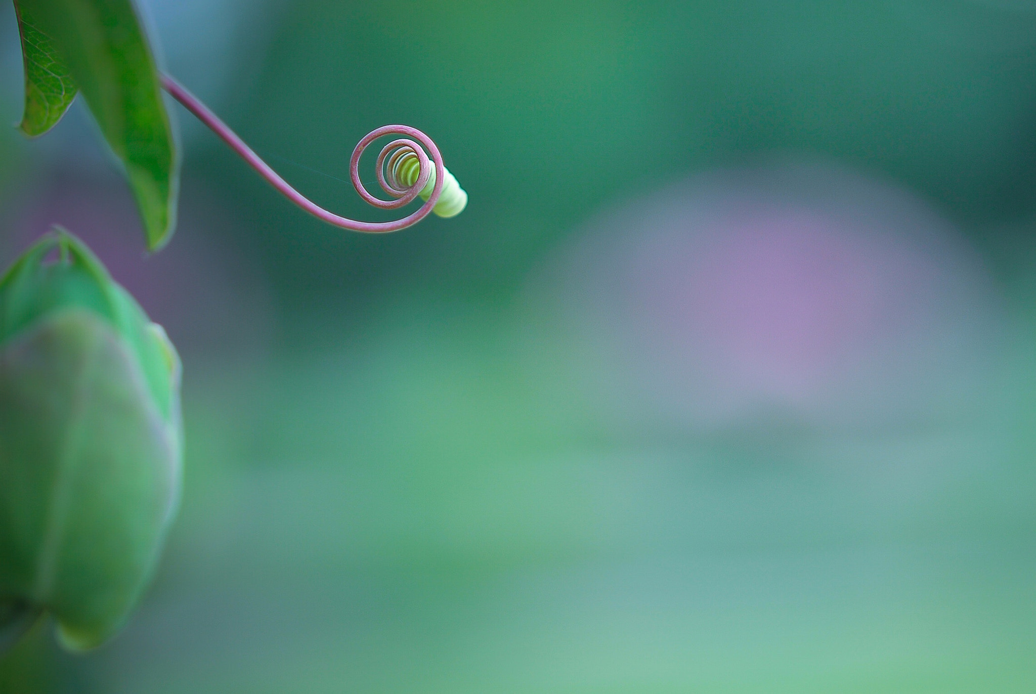 Nikon AF-S Micro-Nikkor 60mm F2.8G ED sample photo. Plants photography