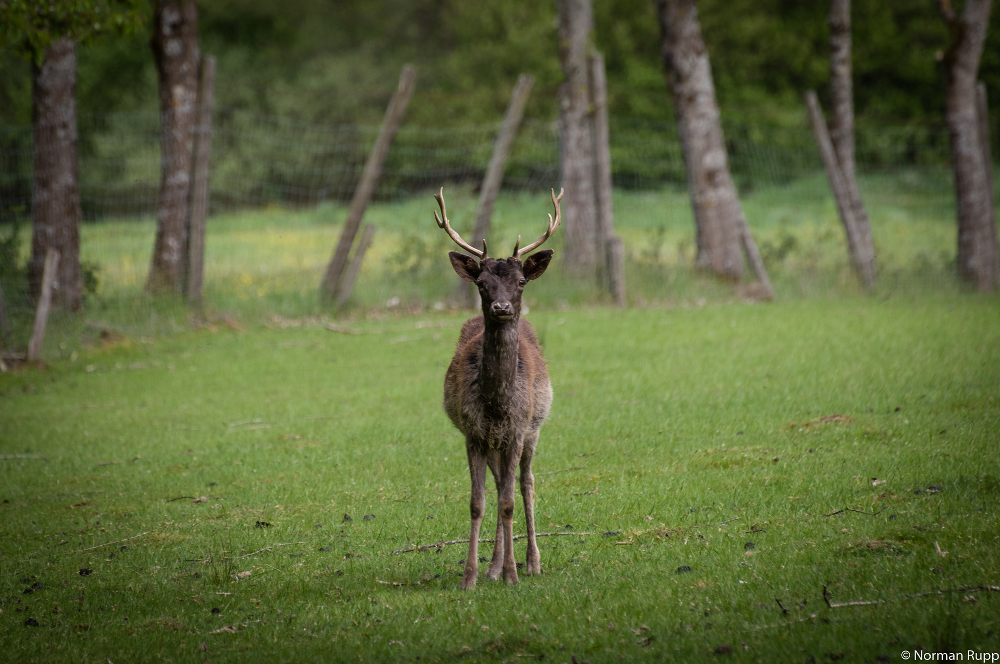 Pentax K-r + Sigma 70-300mm F4-5.6 DG OS sample photo. Deer photography