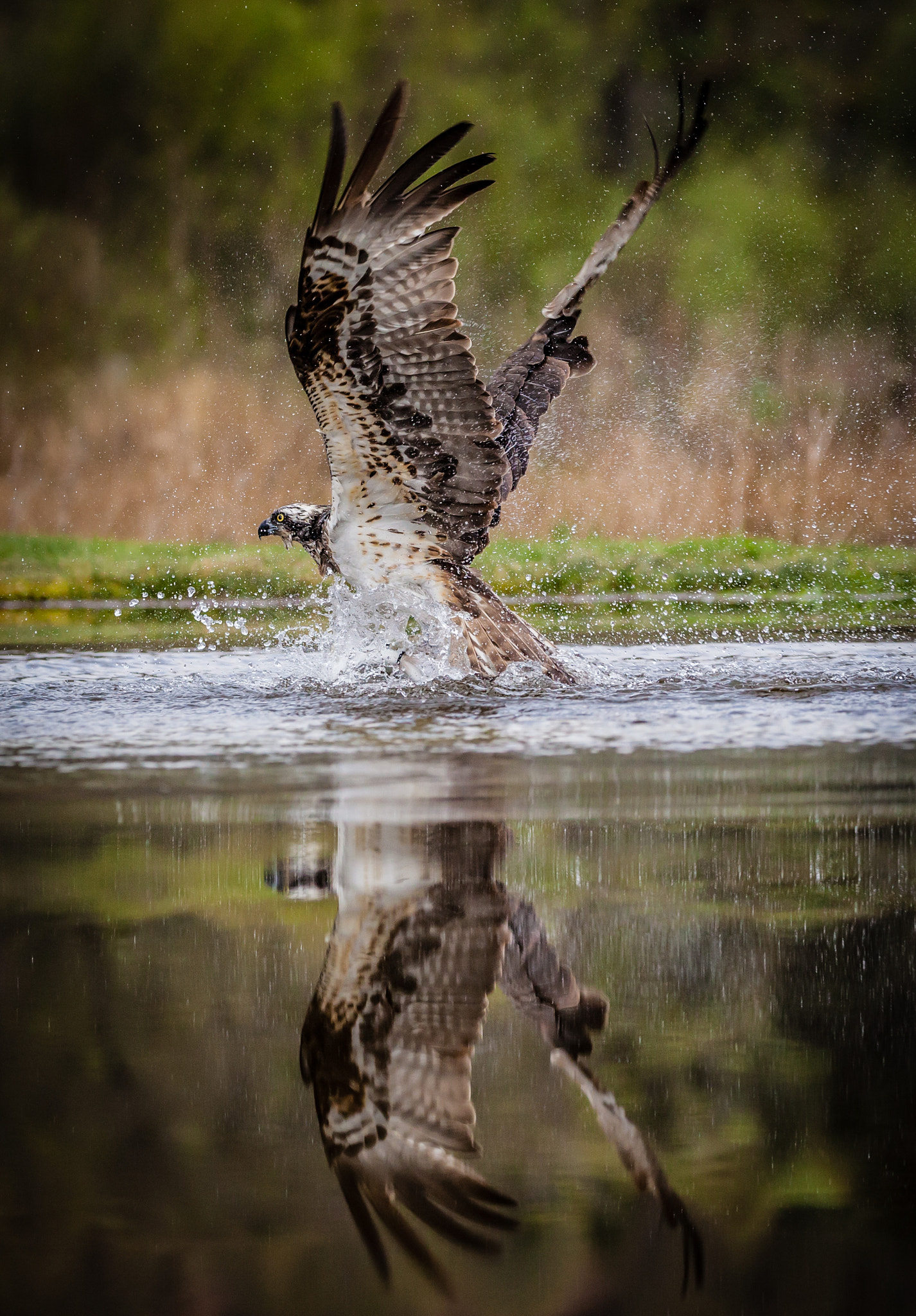 Canon EF 100-400mm F4.5-5.6L IS II USM sample photo. Fish for breakfast photography