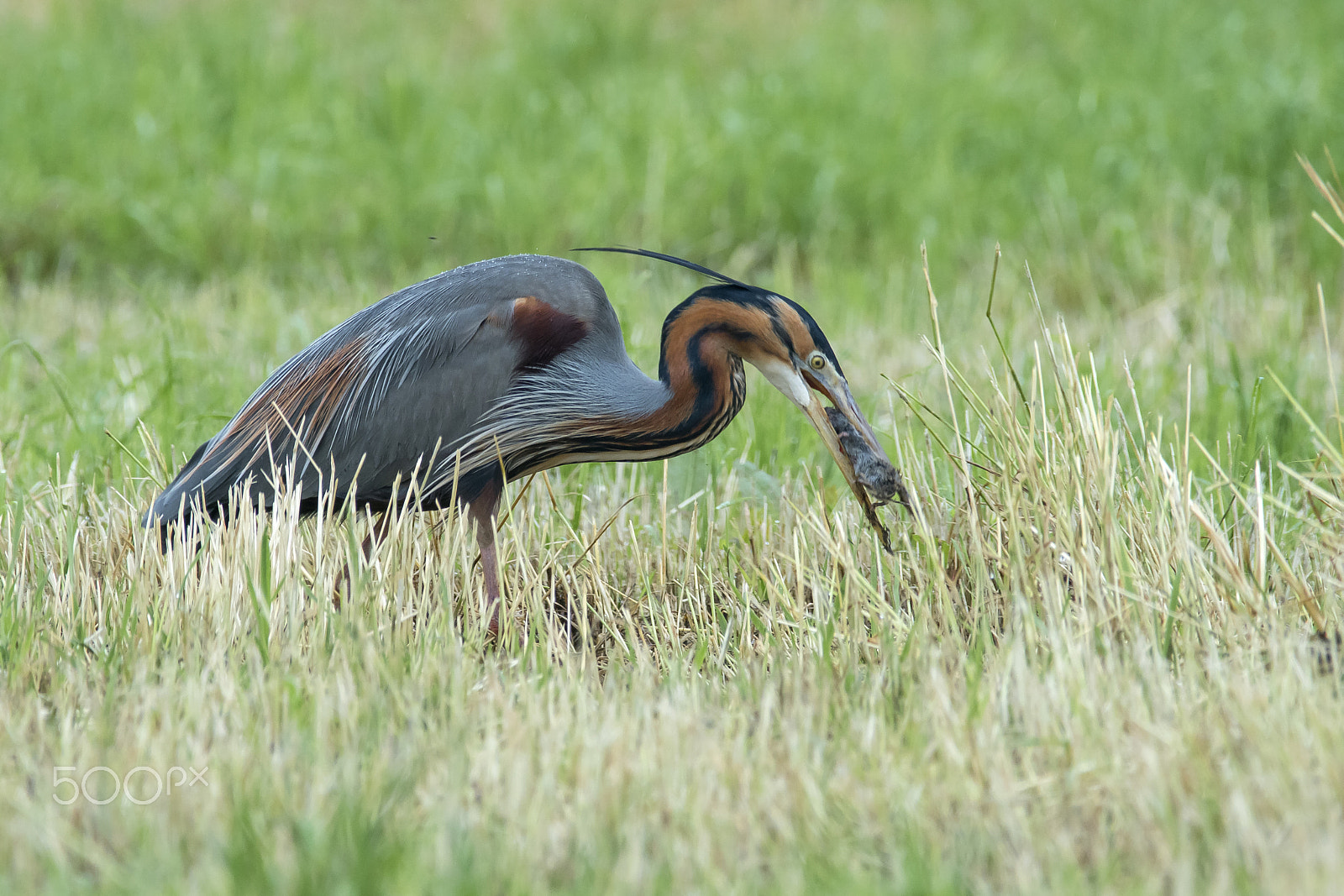 Sony ILCA-77M2 + Minolta AF 400mm F4.5 HS-APO G sample photo. Airone rosso con talpa photography