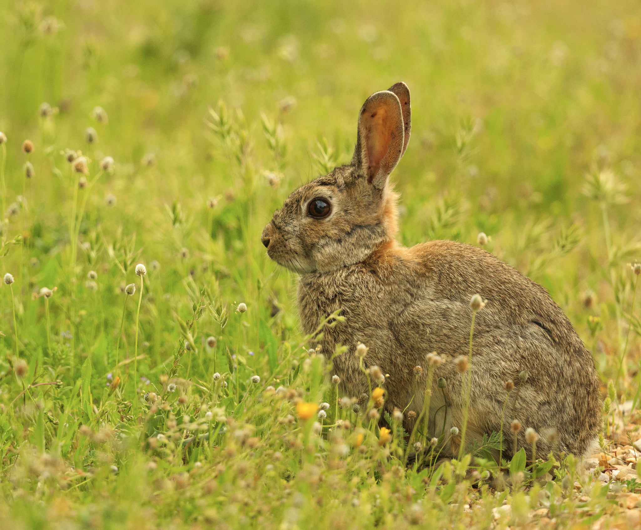 Canon EF 500mm F4L IS II USM sample photo. Rabbit photography