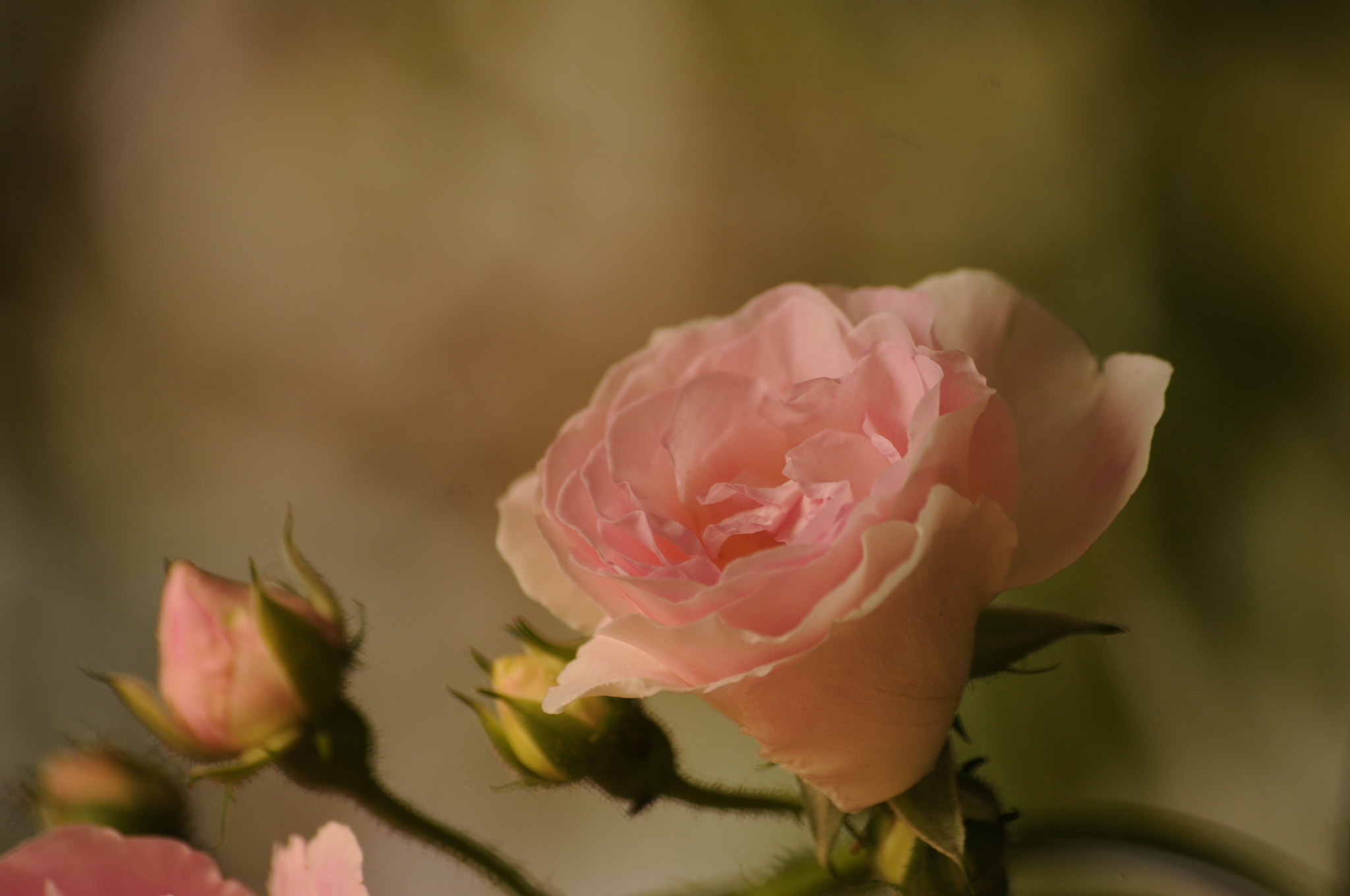Sigma 70-300mm F4-5.6 APO DG Macro sample photo. Rose photography