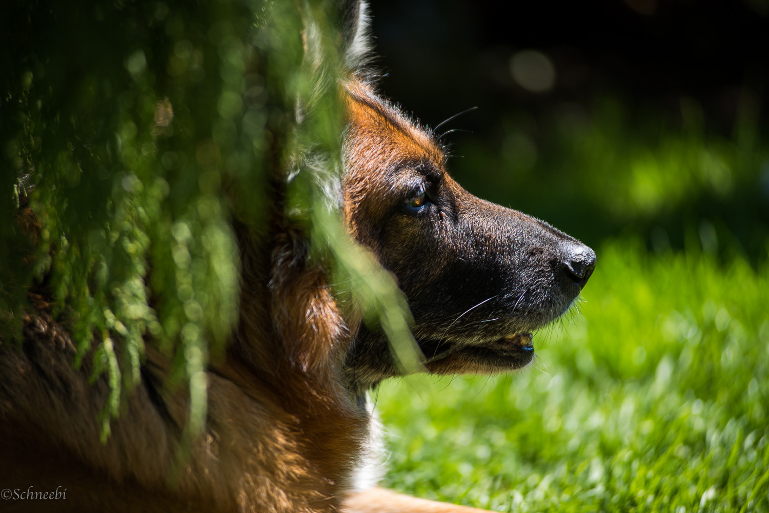 AF Zoom-Nikkor 80-200mm f/2.8 ED sample photo. Jade photography