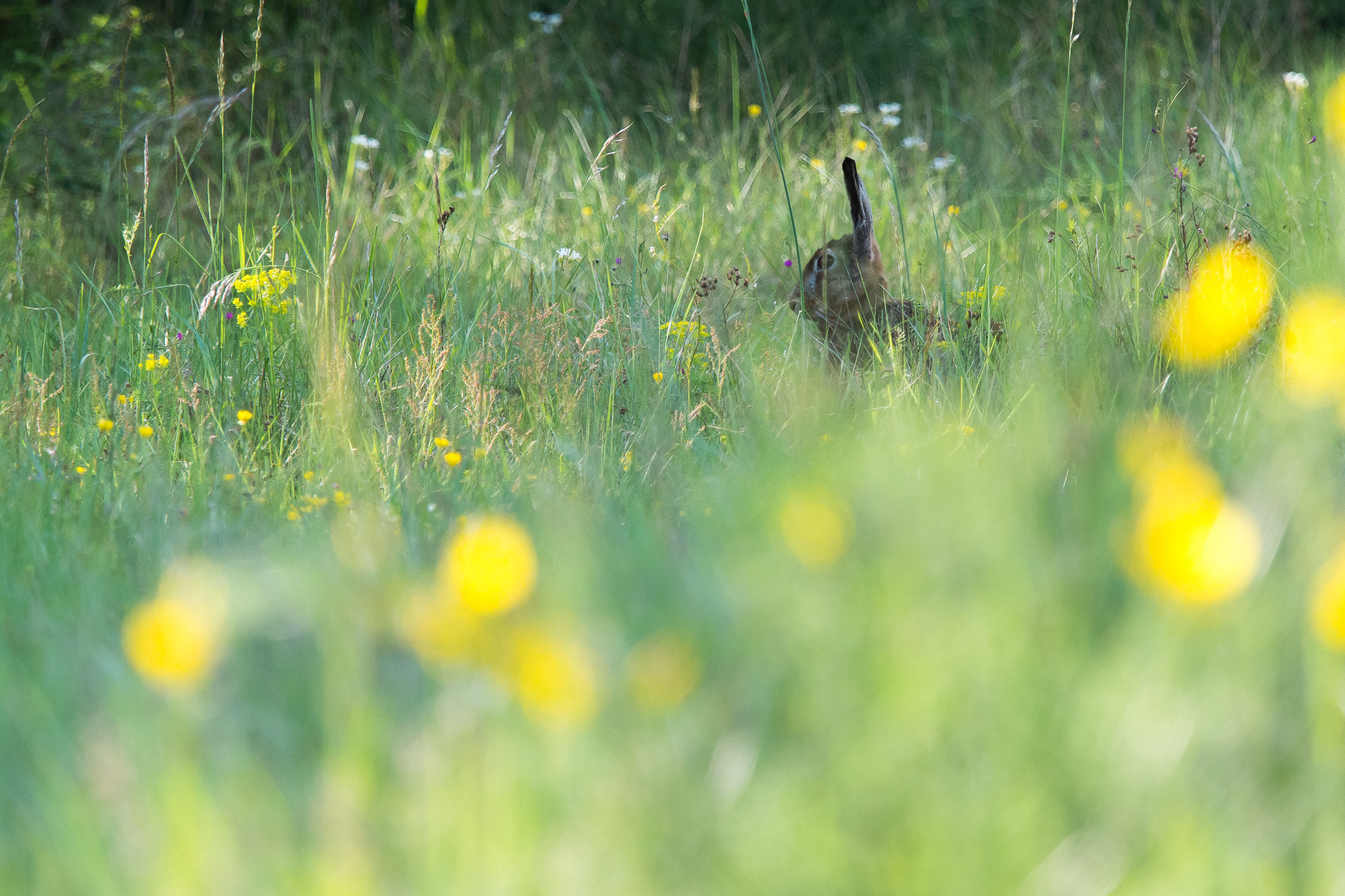 Olympus OM-D E-M10 + Olympus M.Zuiko Digital ED 40-150mm F2.8 Pro sample photo. Lièvre dans la prairie photography