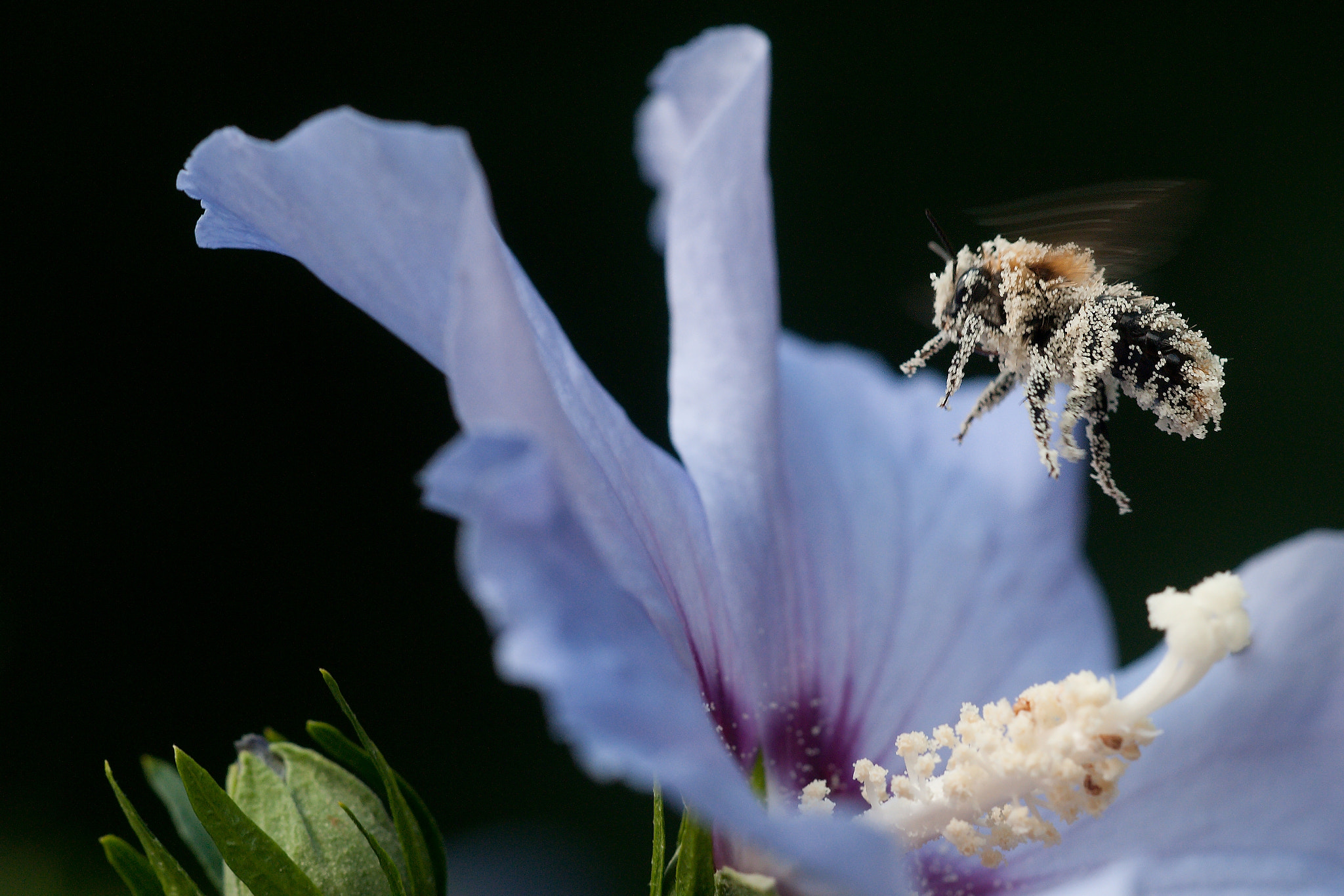 Nikon D300S + Sigma 150mm F2.8 EX DG Macro HSM sample photo. Bee as pollinator photography
