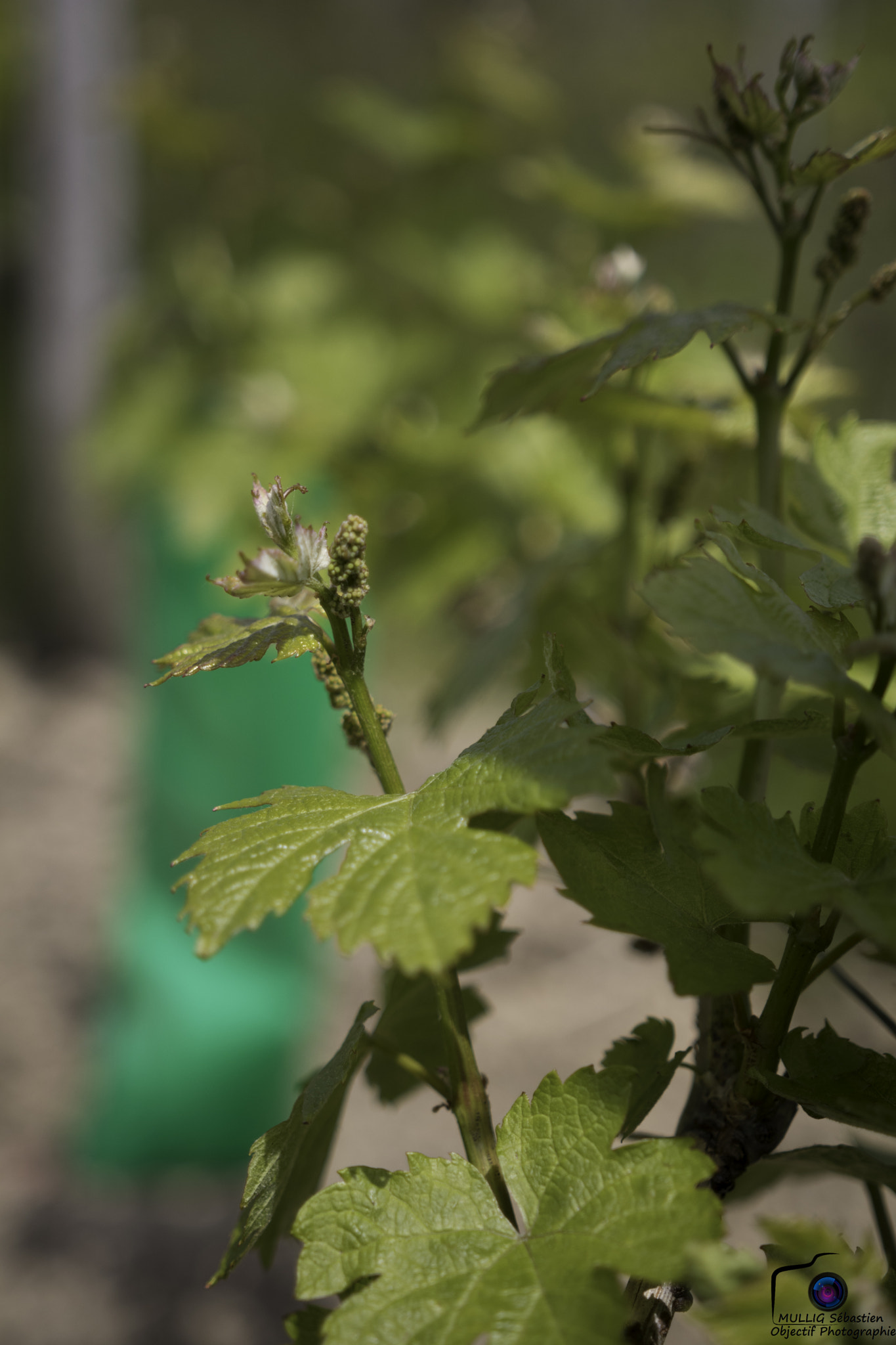 Sigma 18-35mm f/1.8 DC HSM sample photo. 26938184991.jpg photography