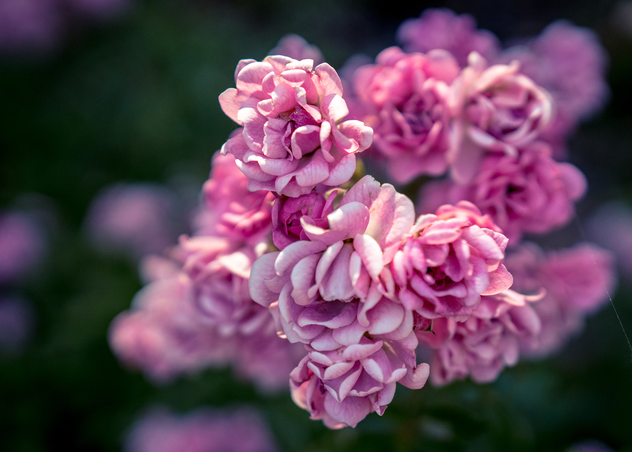 Sony a6300 + 18-35mm F1.8 DC HSM | Art 013 sample photo. Roses photography