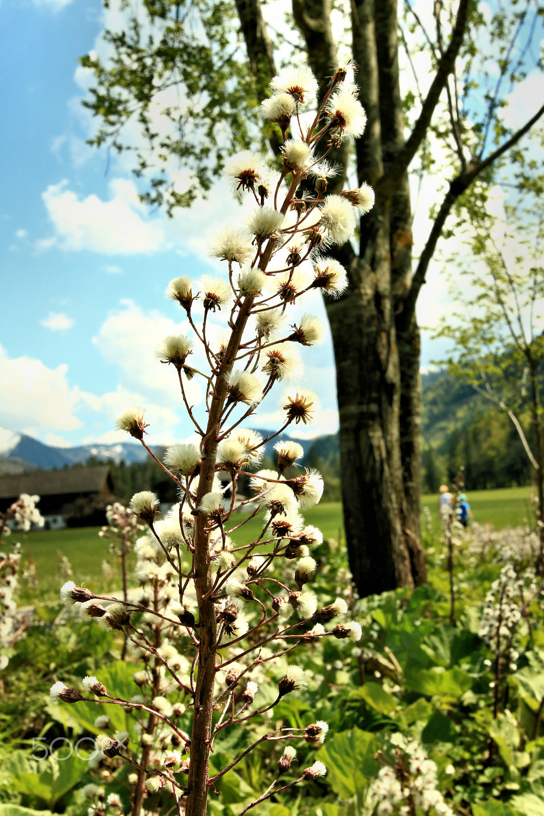 Canon EOS 750D (EOS Rebel T6i / EOS Kiss X8i) sample photo. Faistenau/hintersee2 photography