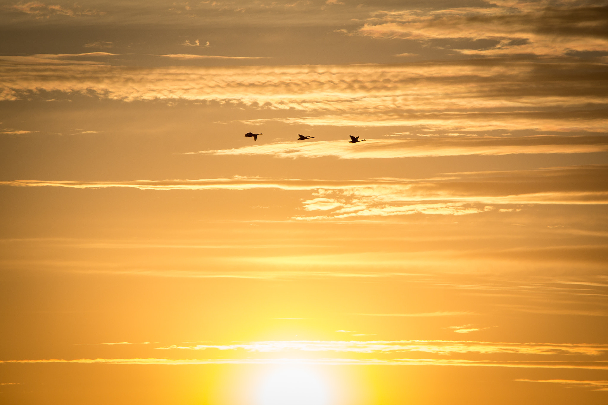 Canon EOS 600D (Rebel EOS T3i / EOS Kiss X5) + Canon EF-S 18-135mm F3.5-5.6 IS STM sample photo. Three swans heading for sweden :-) photography