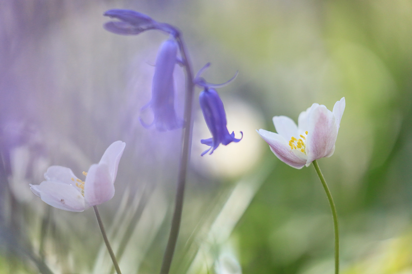 Canon EF 100-400mm F4.5-5.6L IS II USM sample photo. Flowers center photography