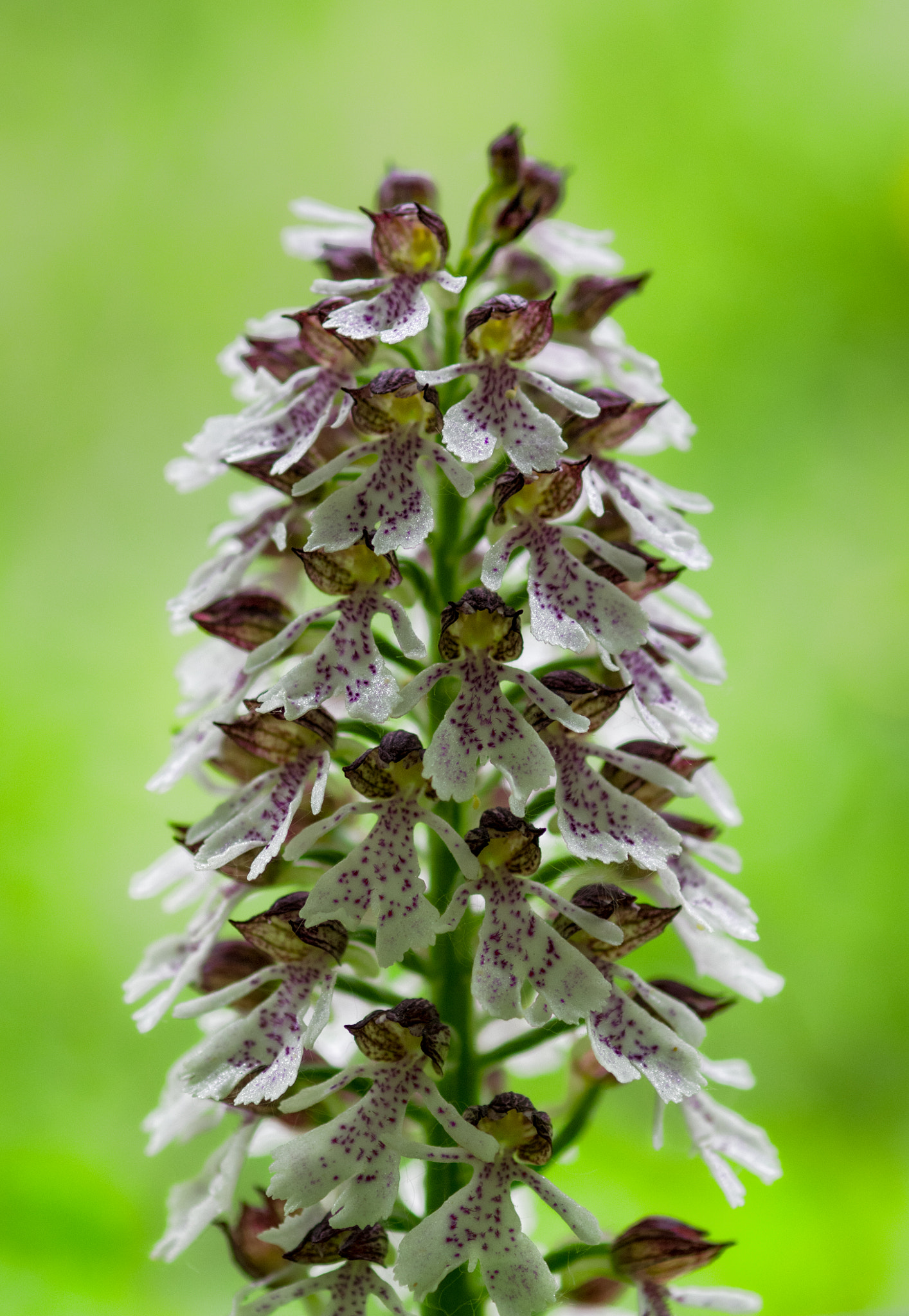 smc PENTAX-F Macro 100mm F2.8 sample photo. Orchis purpurea photography