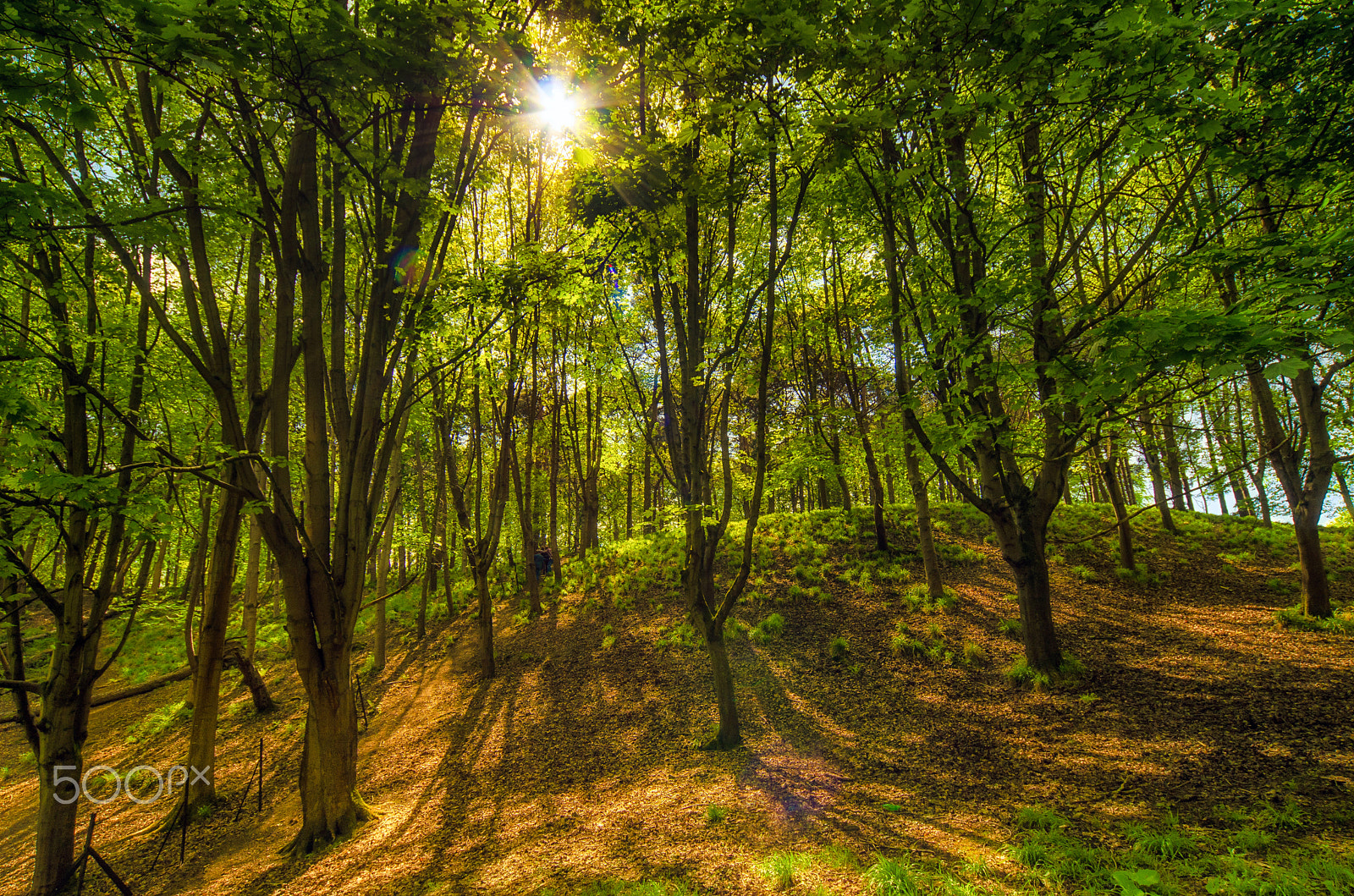 Nikon D7000 + Sigma 12-24mm F4.5-5.6 EX DG Aspherical HSM sample photo. Sun through trees at the phoenix park photography