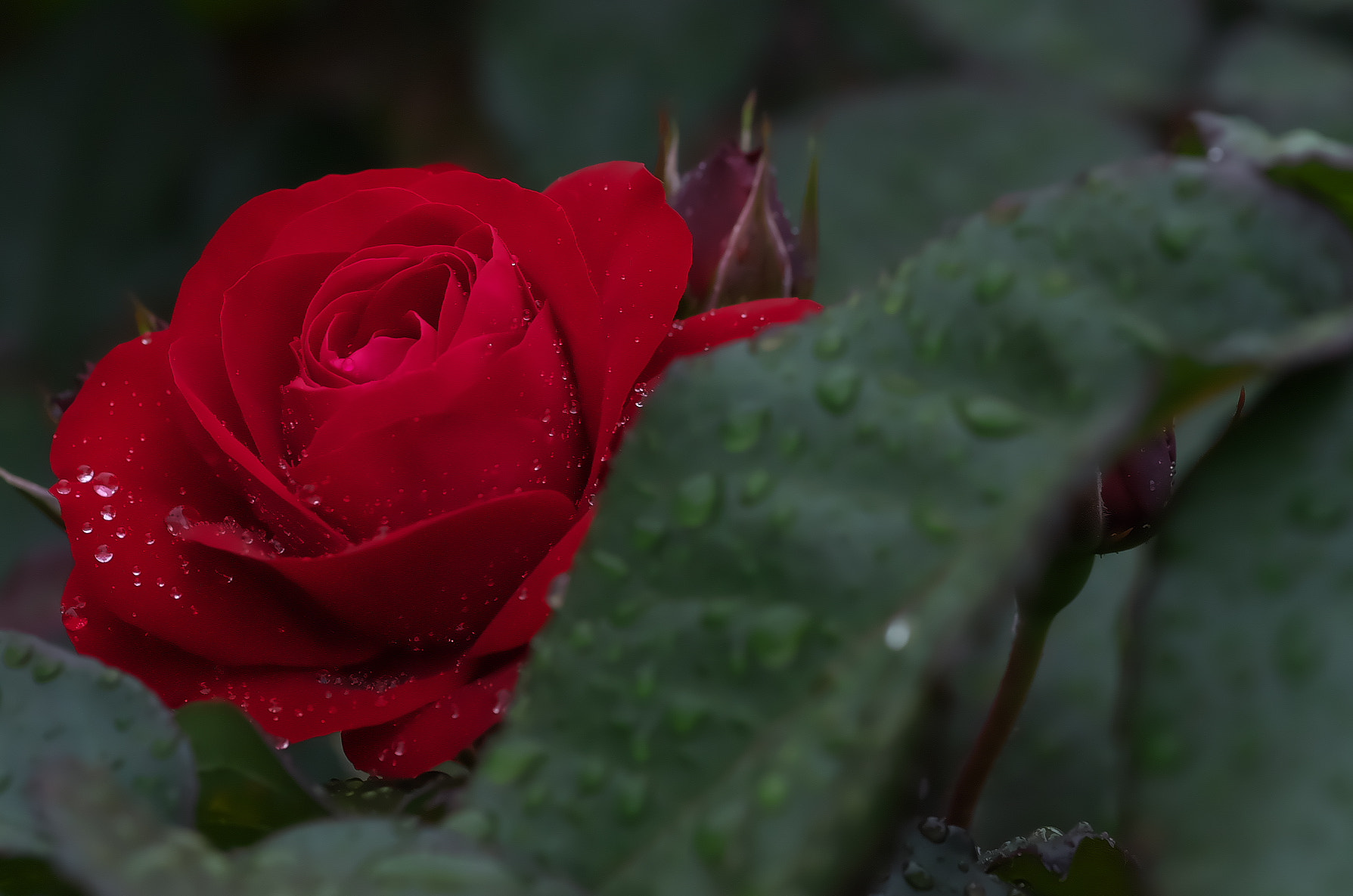 Pentax K-50 + Pentax smc D-FA 100mm F2.8 Macro WR sample photo. Red rose photography