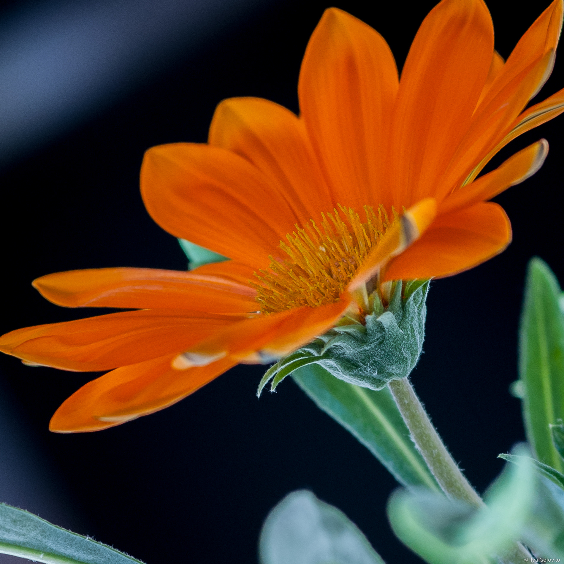 Samsung GX-1S sample photo. An orange flower photography