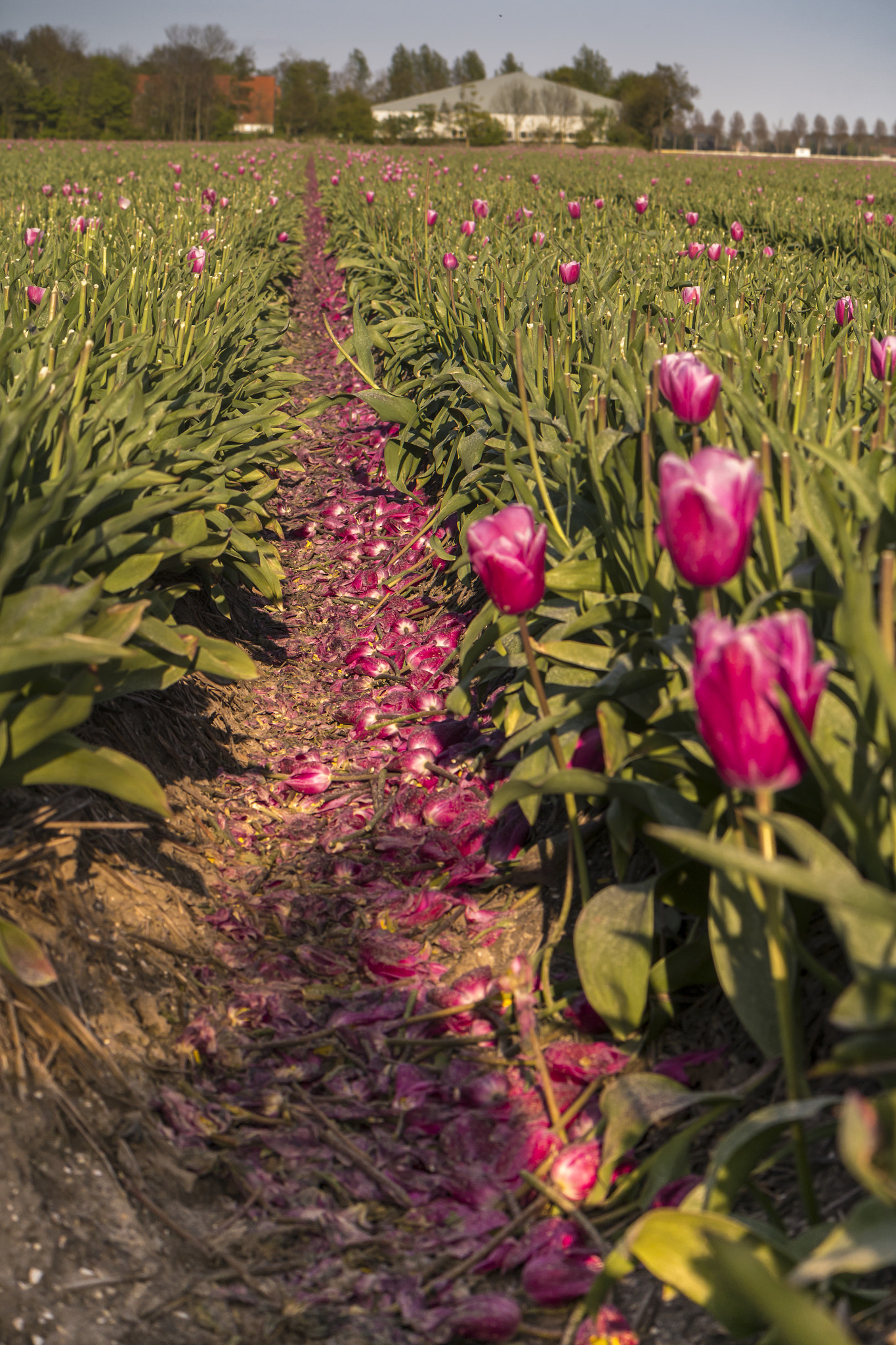 Samsung NX300 + Samsung NX 50-200mm F4-5.6 ED OIS sample photo. Petals photography