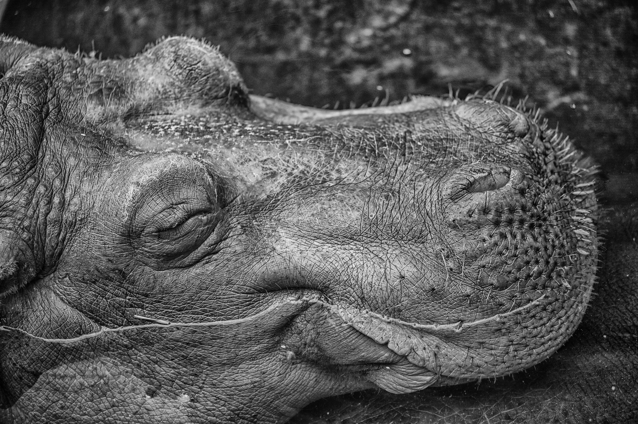 Nikon AF-Nikkor 80-200mm F2.8D ED sample photo. Face photography