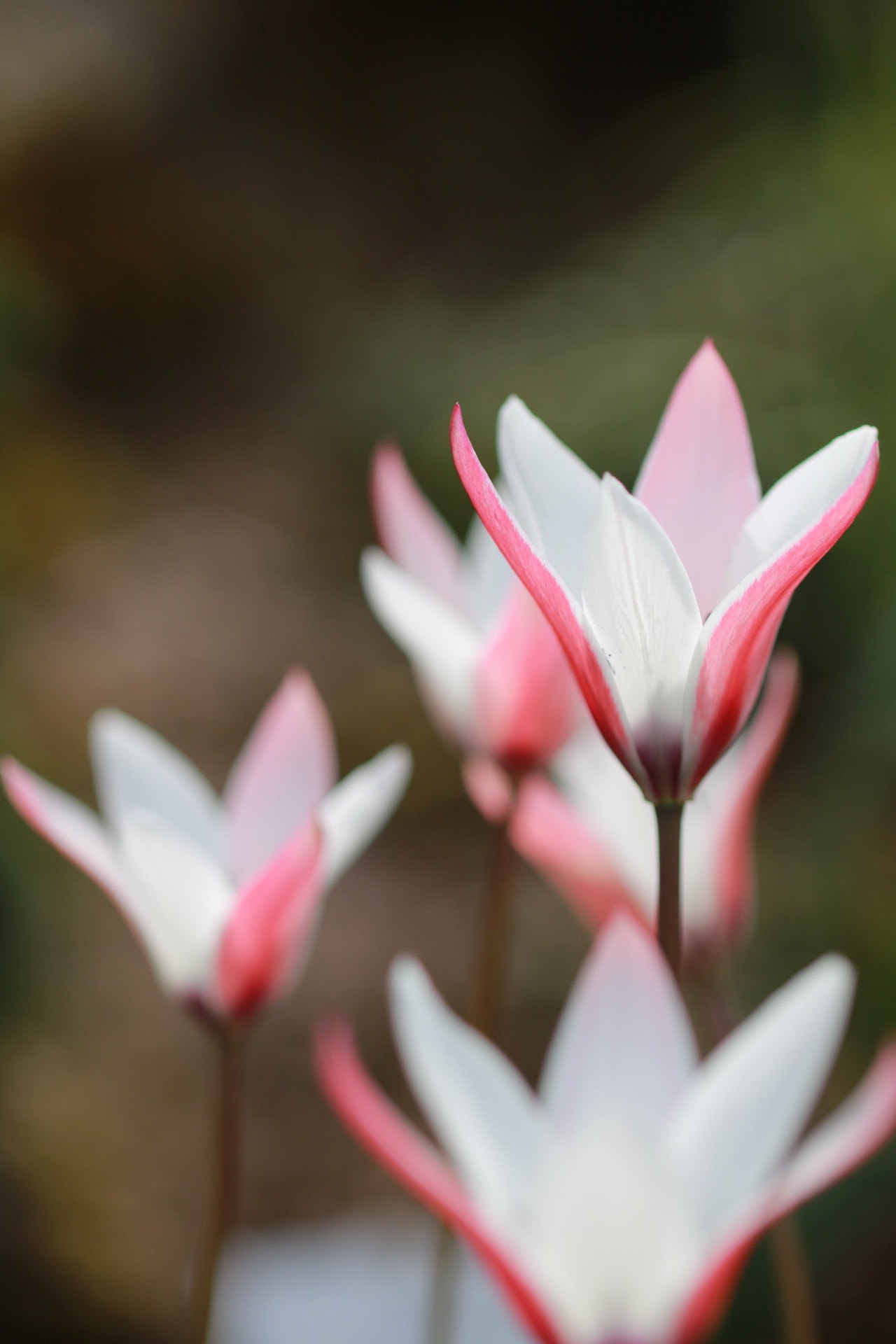 Canon EOS 750D (EOS Rebel T6i / EOS Kiss X8i) sample photo