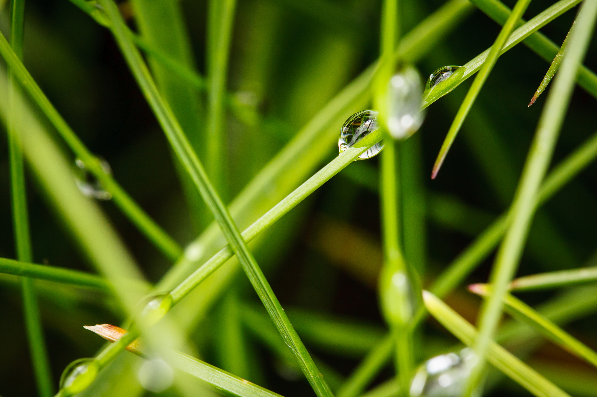 Canon EF-S 60mm F2.8 Macro USM sample photo. Drops photography