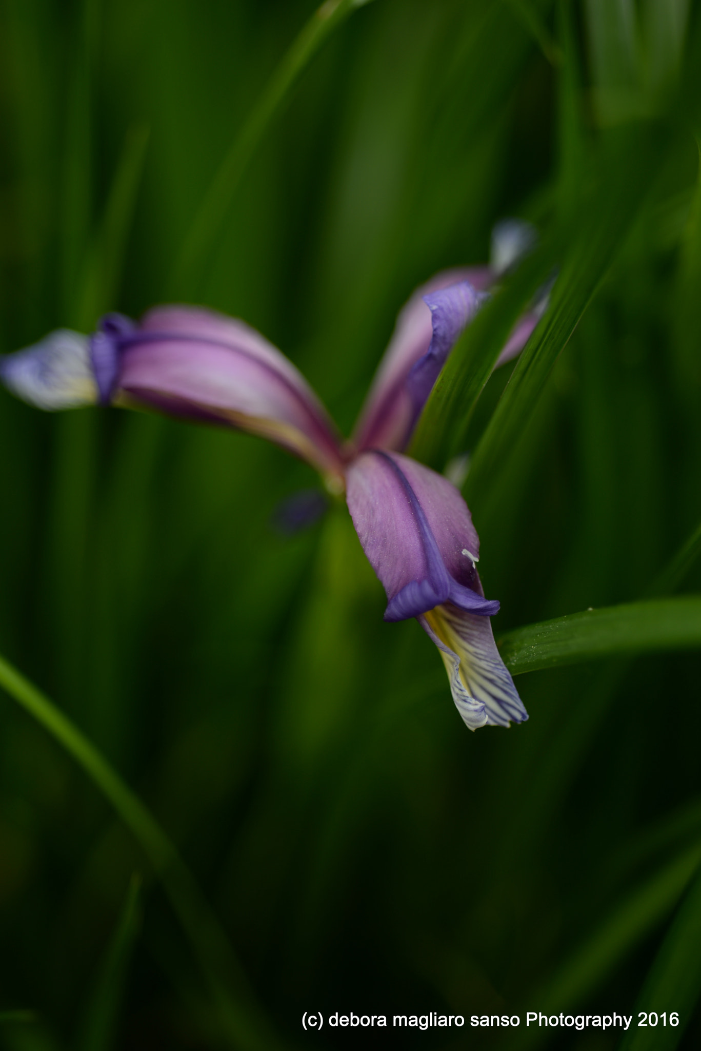 Nikon D610 + Nikon AF Micro-Nikkor 60mm F2.8D sample photo. Iris vision photography